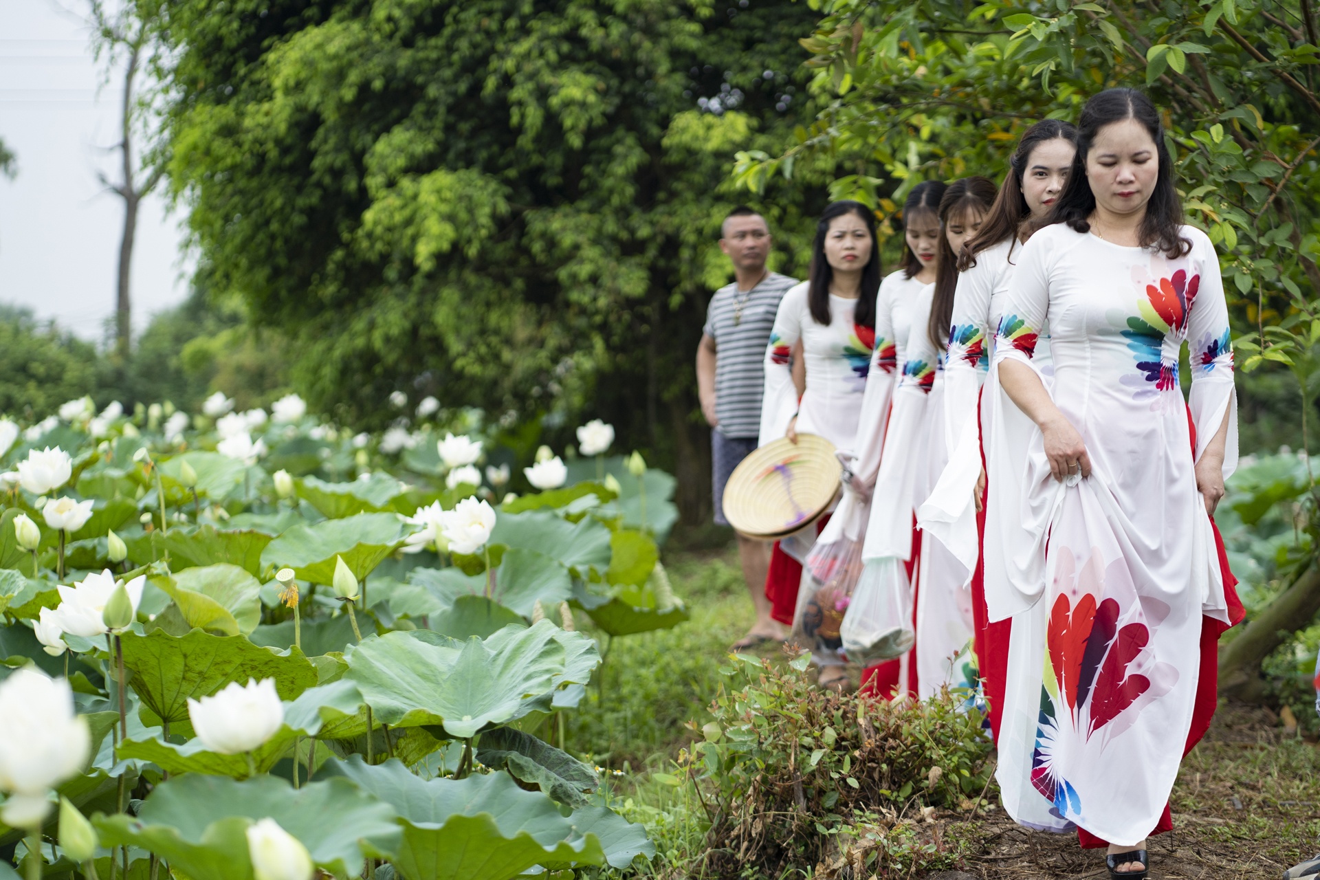 dam sen trang ngoai thanh Ha Noi anh 3