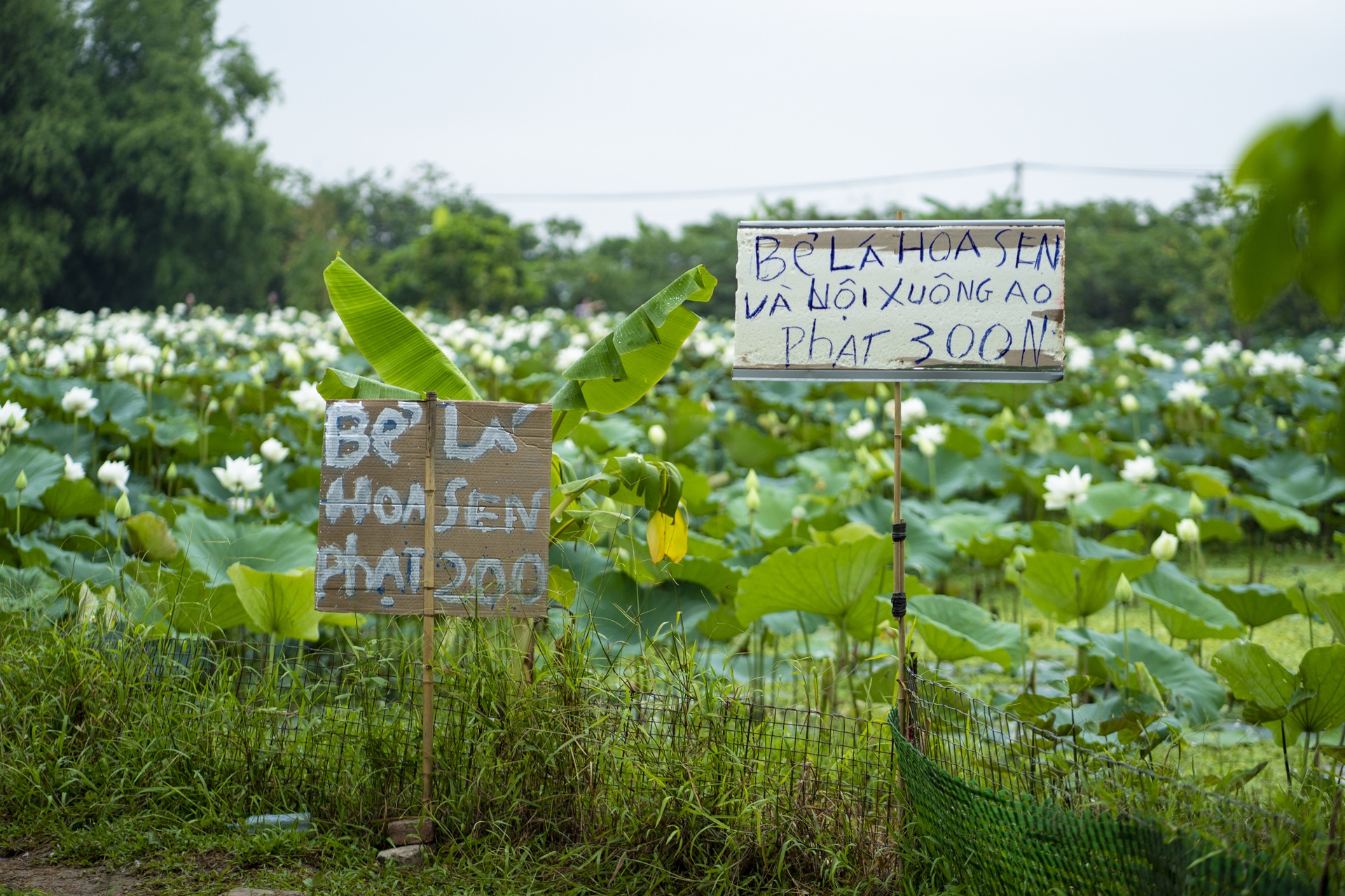 dam sen trang ngoai thanh Ha Noi anh 9