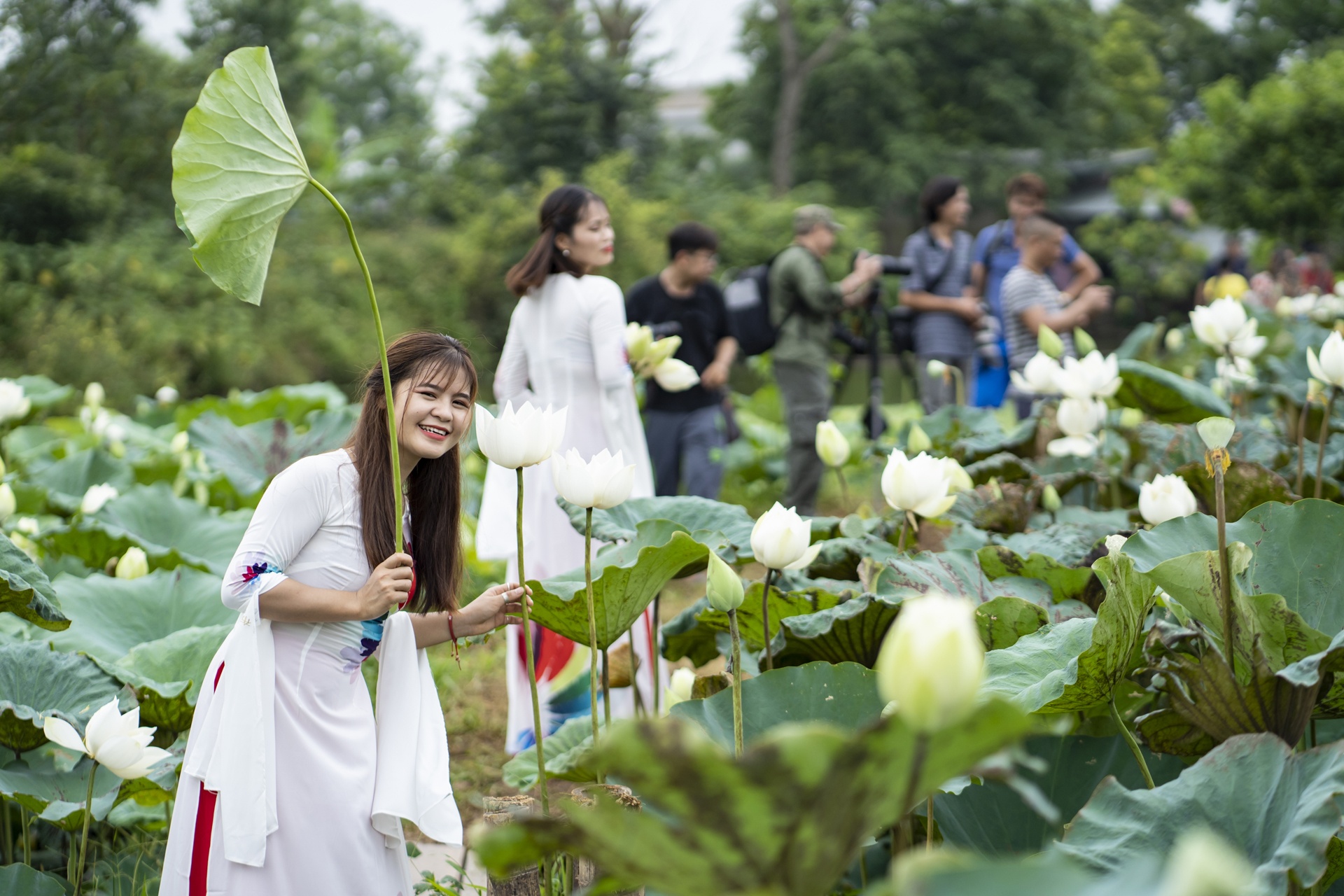 dam sen trang ngoai thanh Ha Noi anh 4