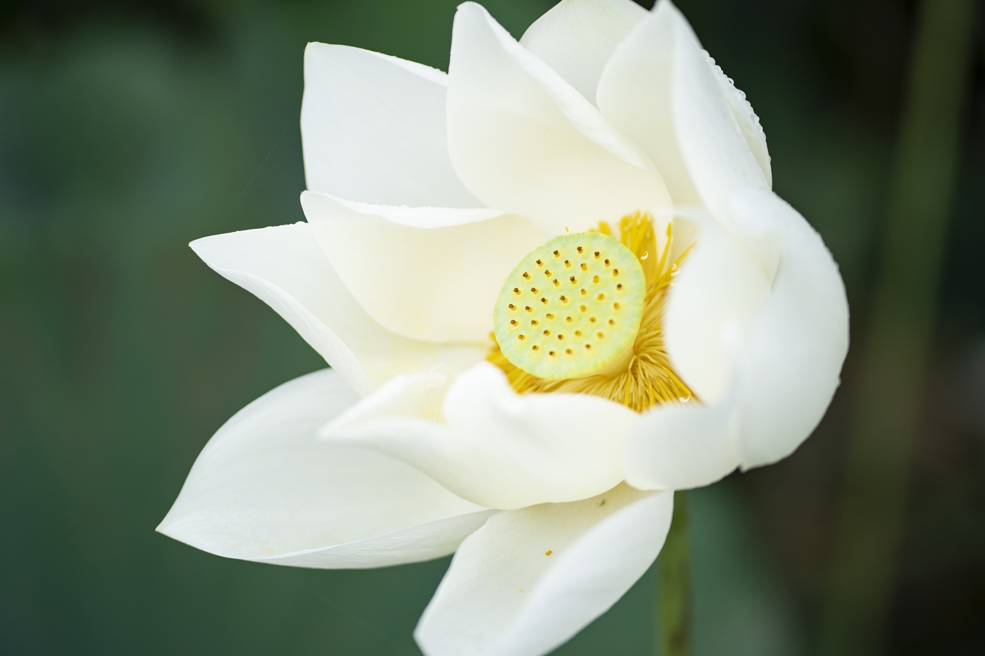 dam sen trang ngoai thanh Ha Noi anh 2