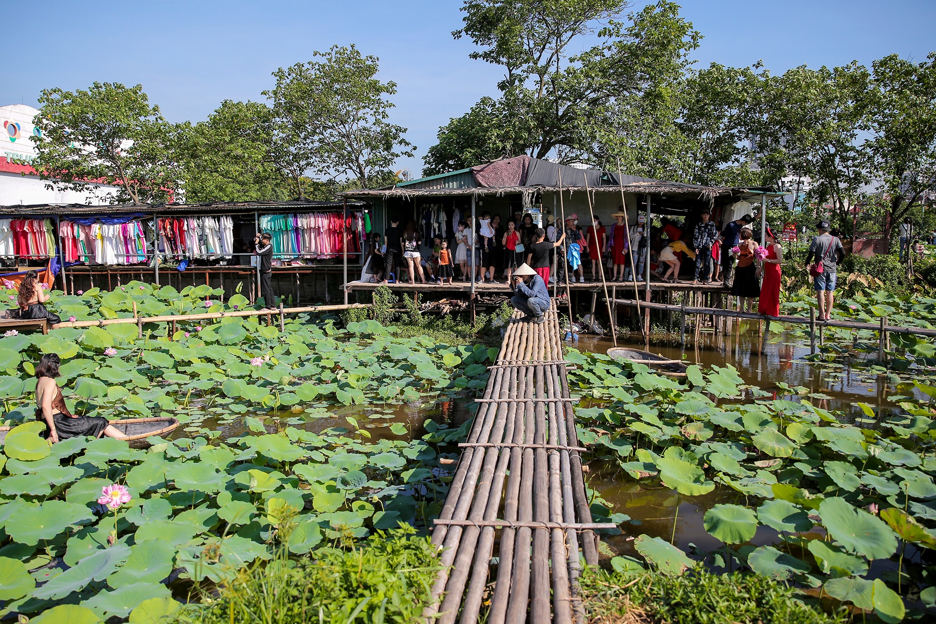 chup anh voi hoa sen anh 9