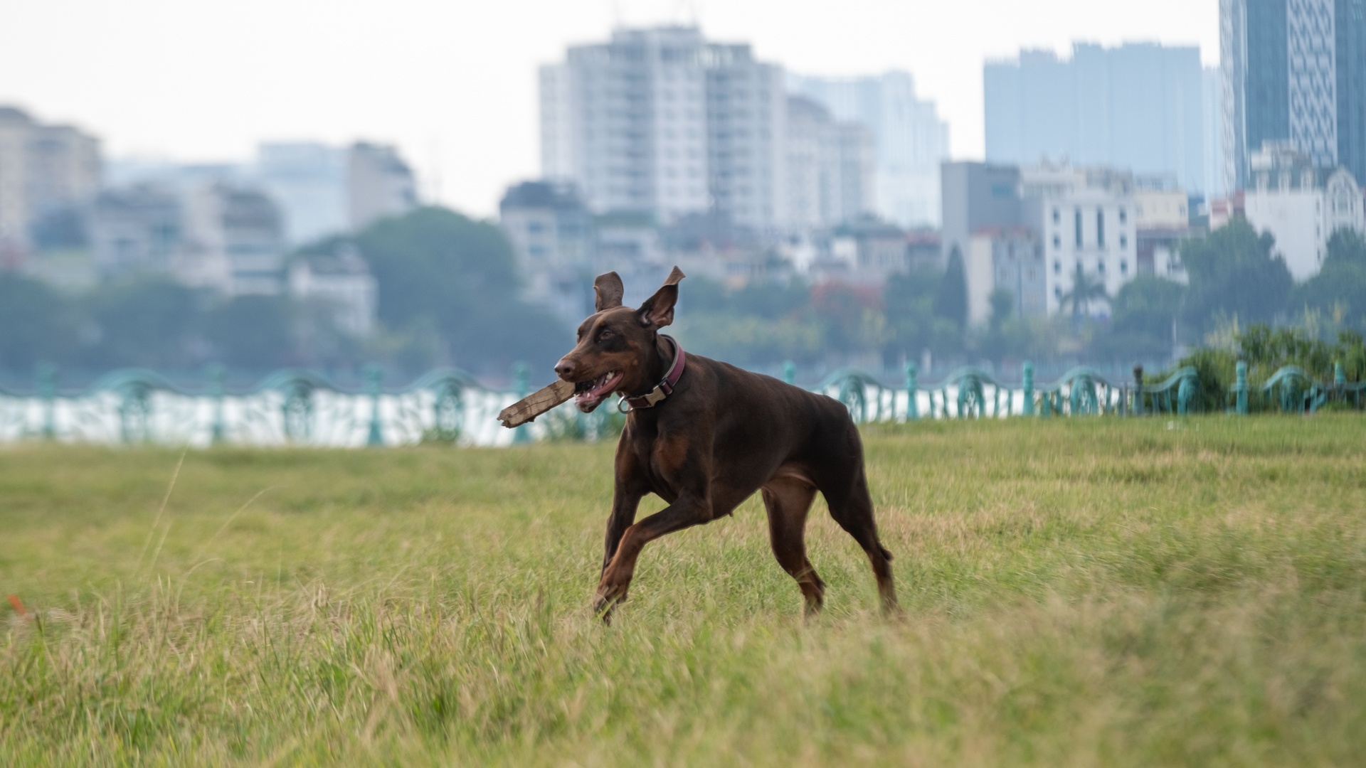 nghe huan luyen cho o Viet Nam anh 14