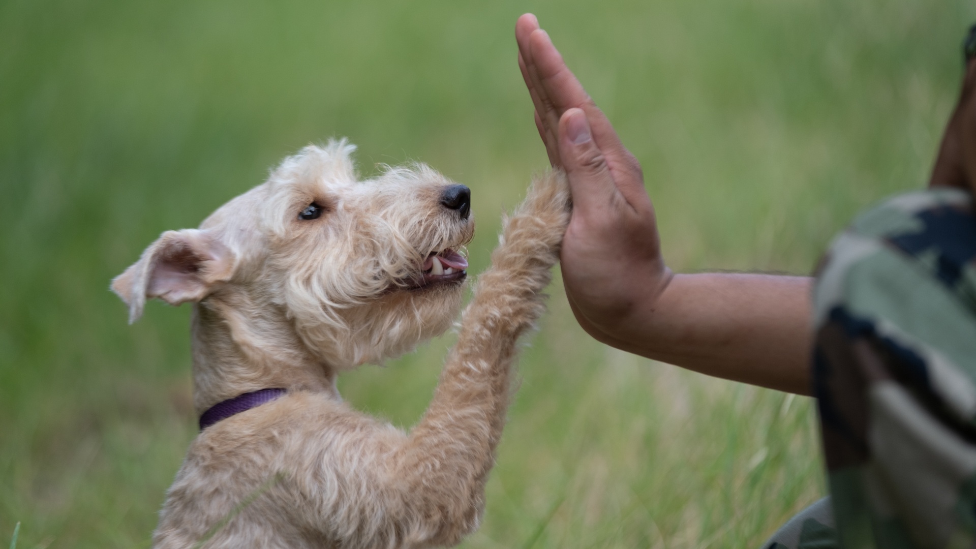 nghe huan luyen cho o Viet Nam anh 17