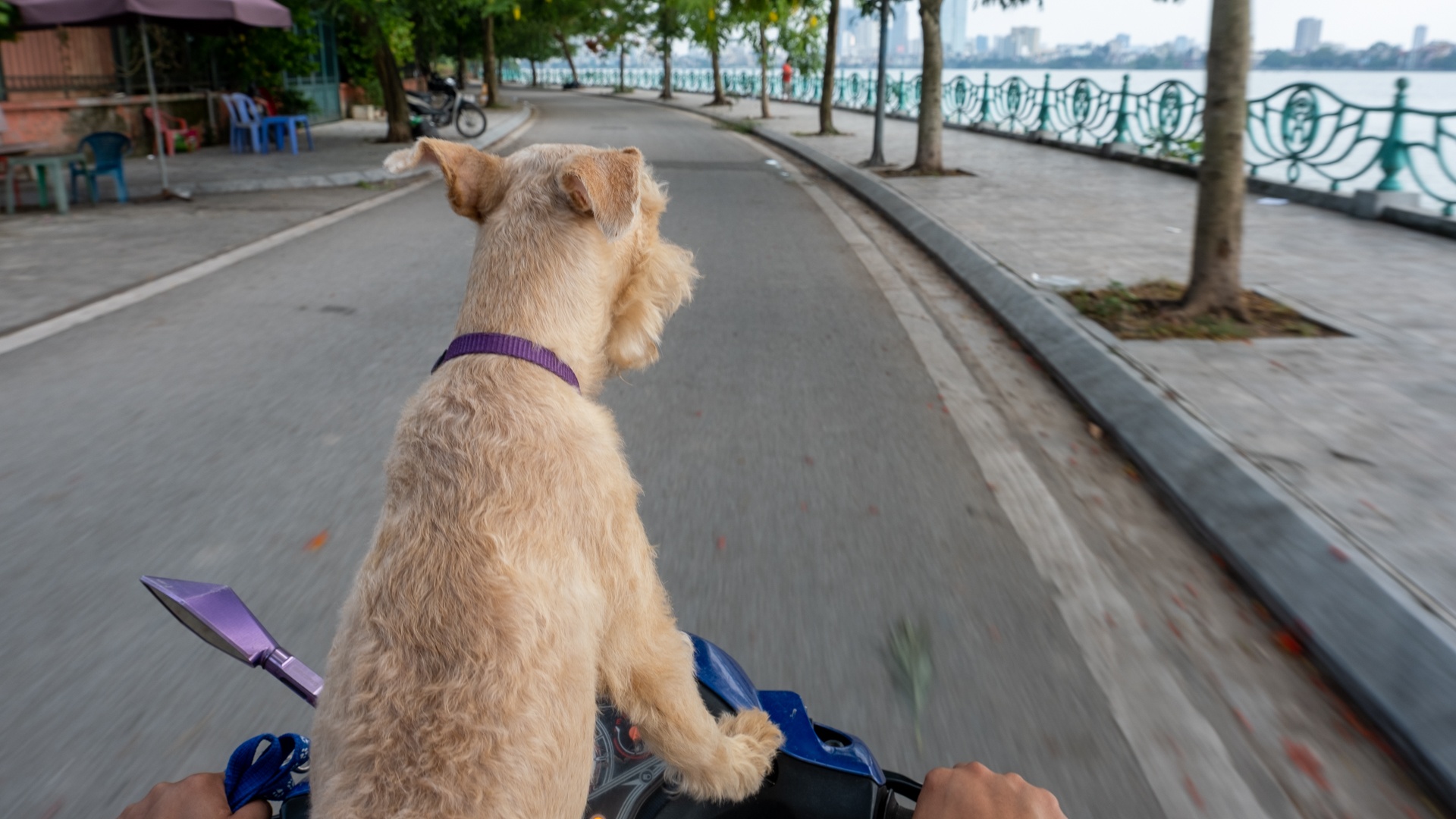 nghe huan luyen cho o Viet Nam anh 7