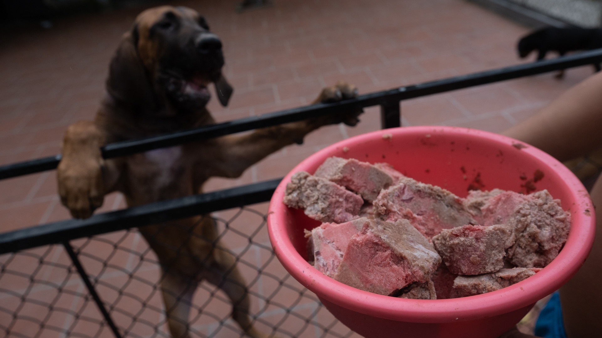 nghe huan luyen cho o Viet Nam anh 10