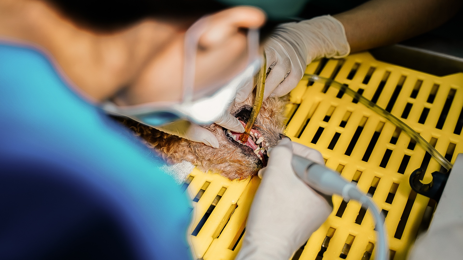 cong viec cua bac si thu y anh 7