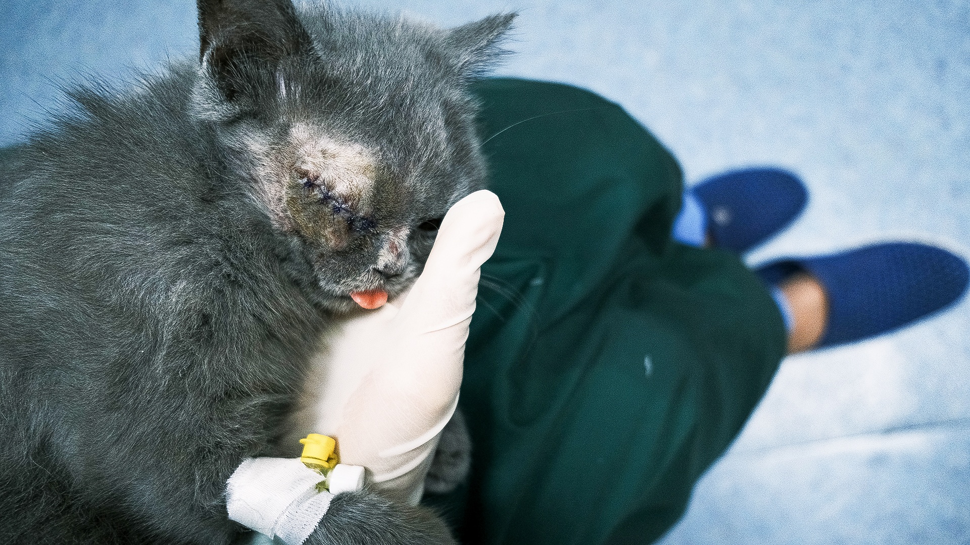 cong viec cua bac si thu y anh 13