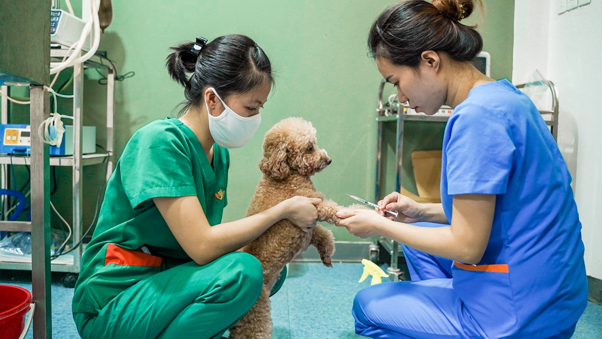 cong viec cua bac si thu y anh 15