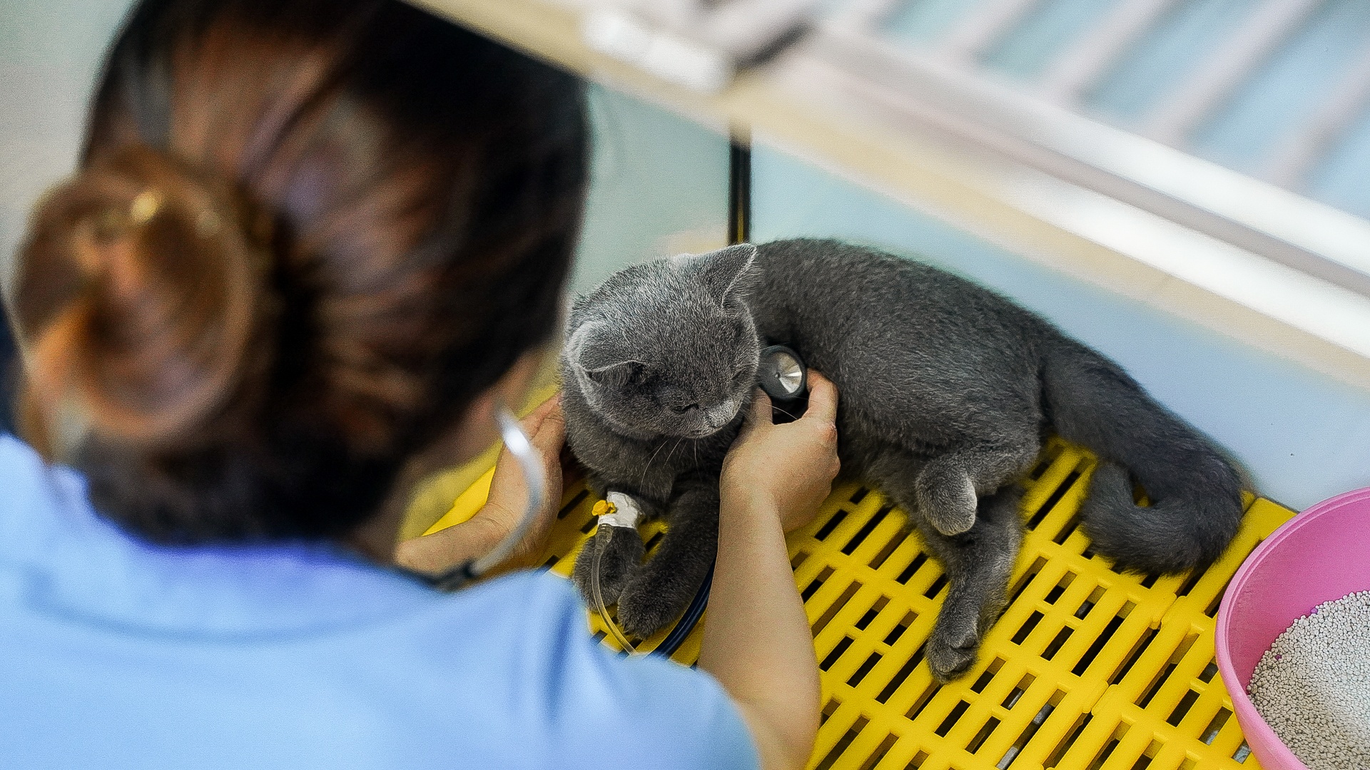 cong viec cua bac si thu y anh 16