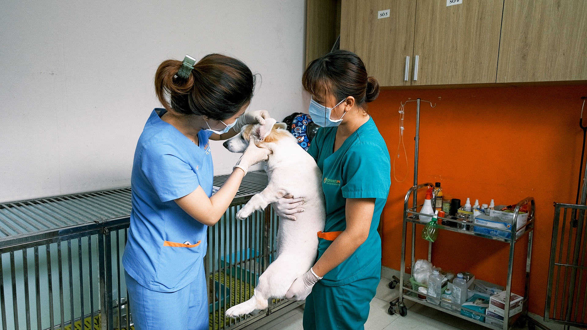 cong viec cua bac si thu y anh 2