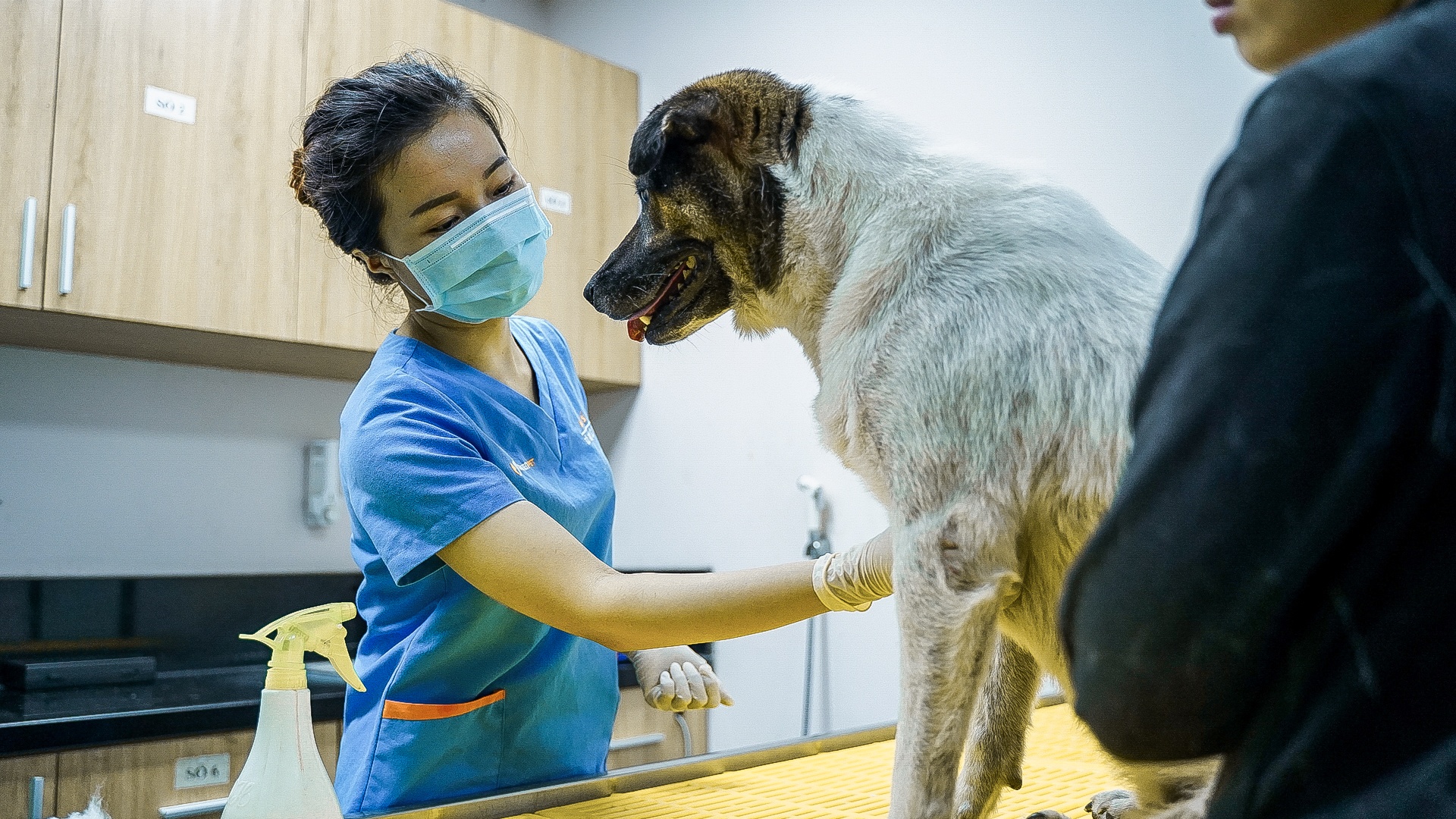 cong viec cua bac si thu y anh 4