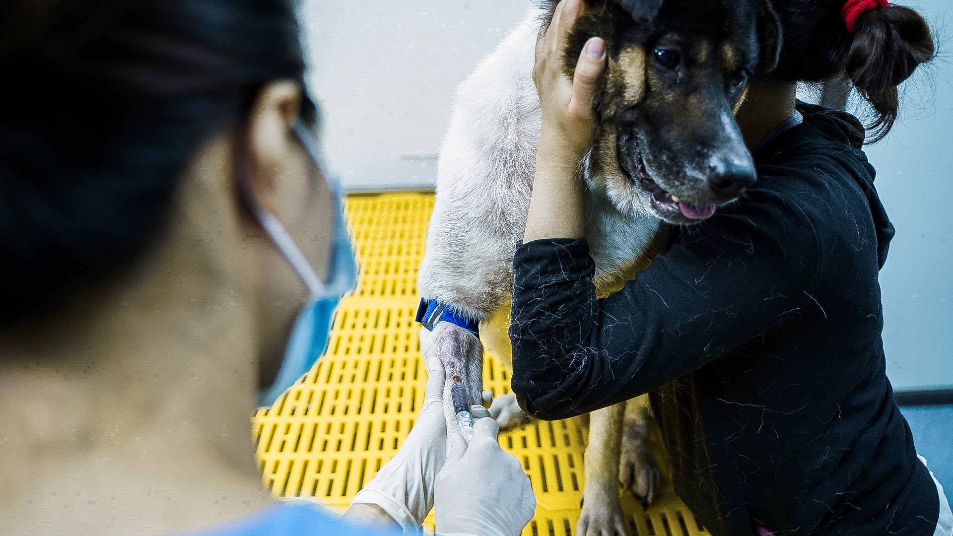 cong viec cua bac si thu y anh 5