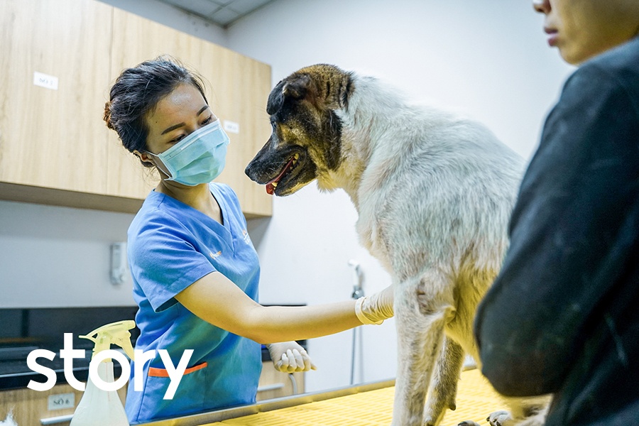 Mot ngay cua nu bac si kham chua, phau thuat cho cho, meo hinh anh