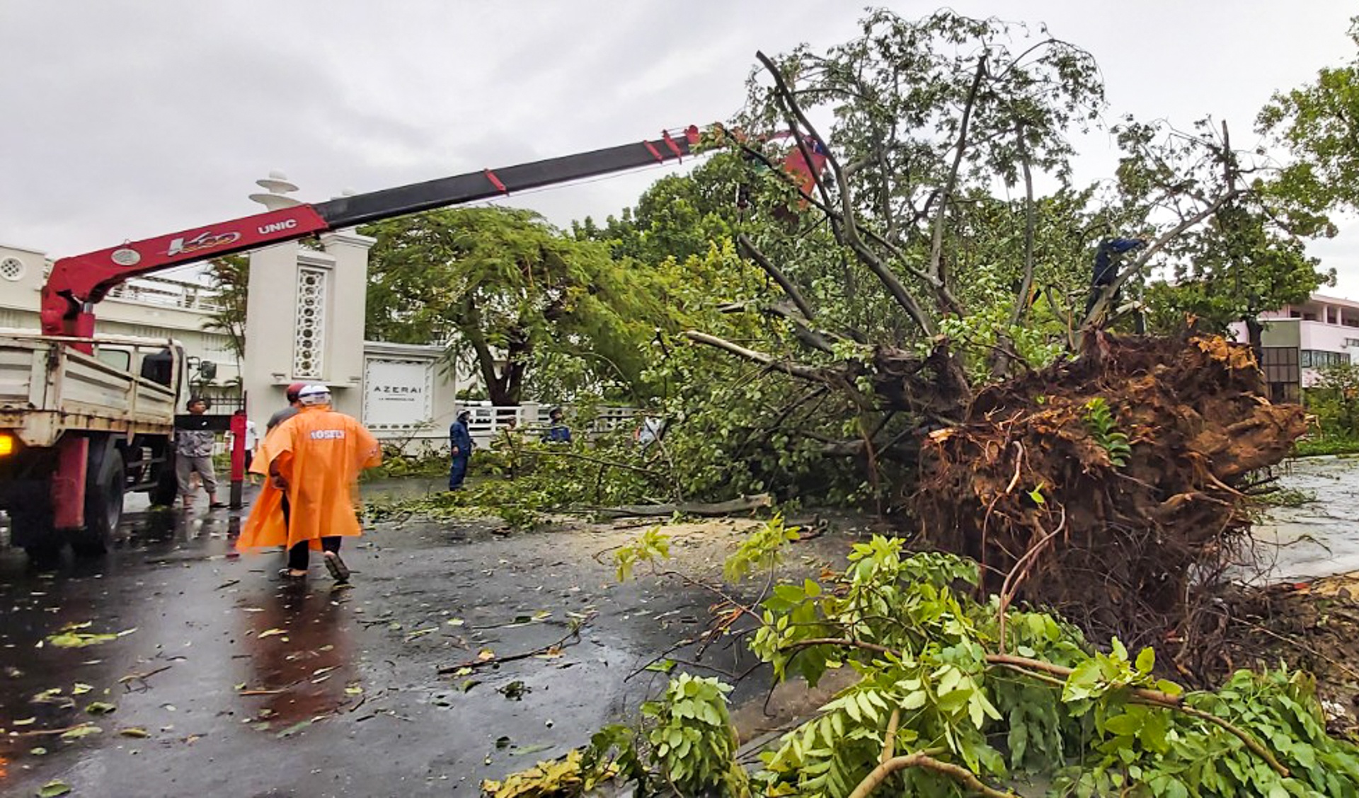 cay bat goc do mua bao anh 4