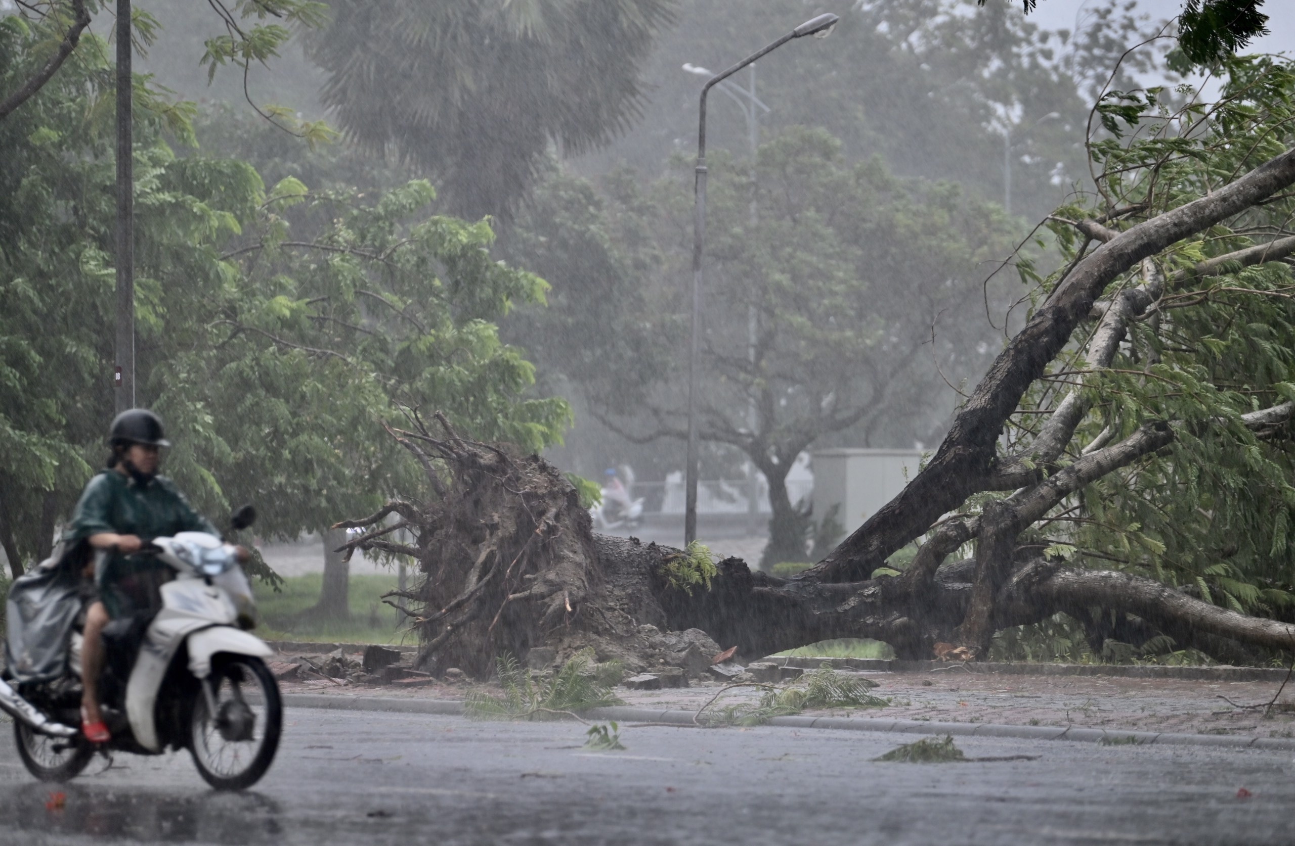 cay bat goc do mua bao anh 1