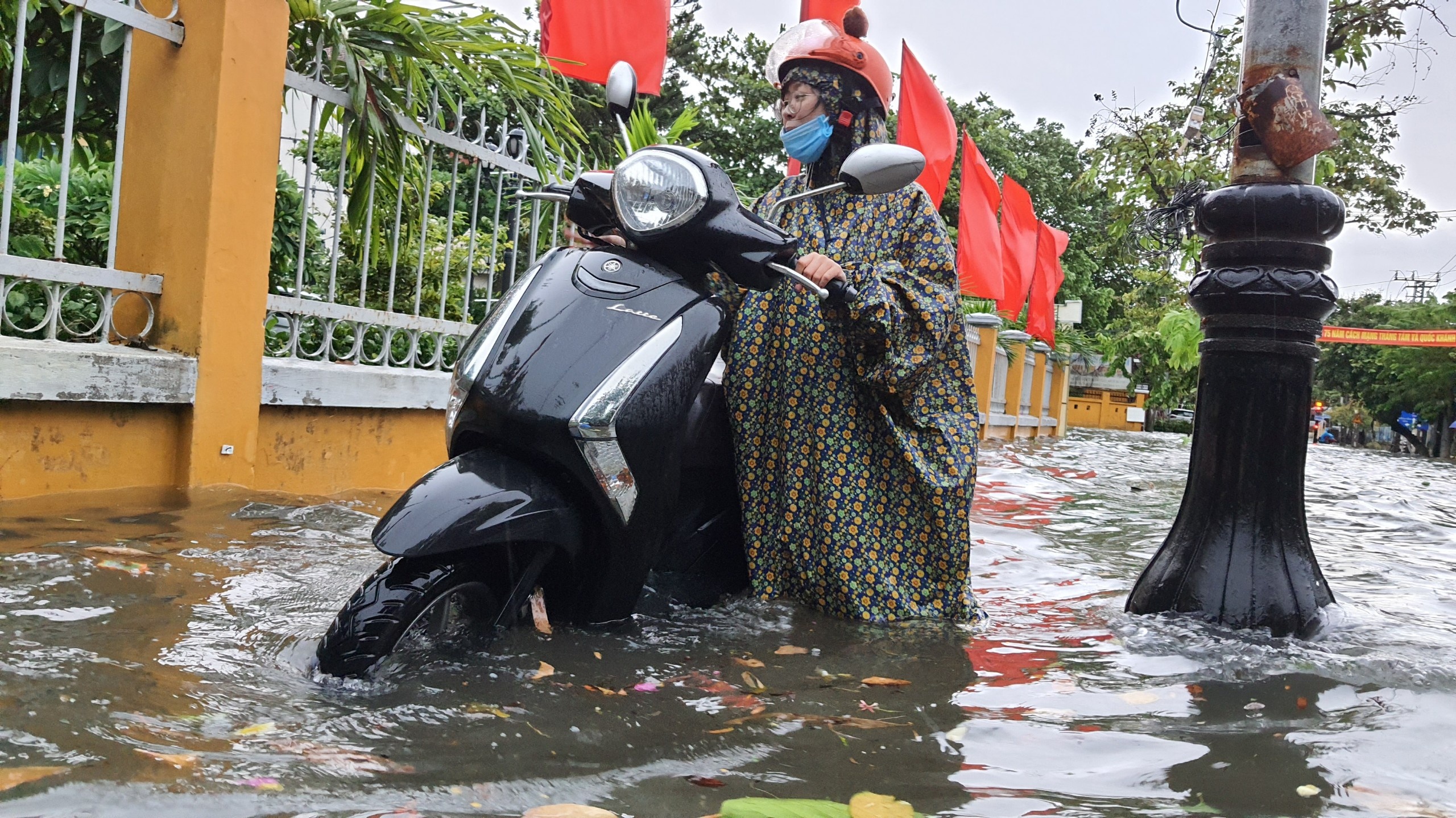 cay bat goc do mua bao anh 12