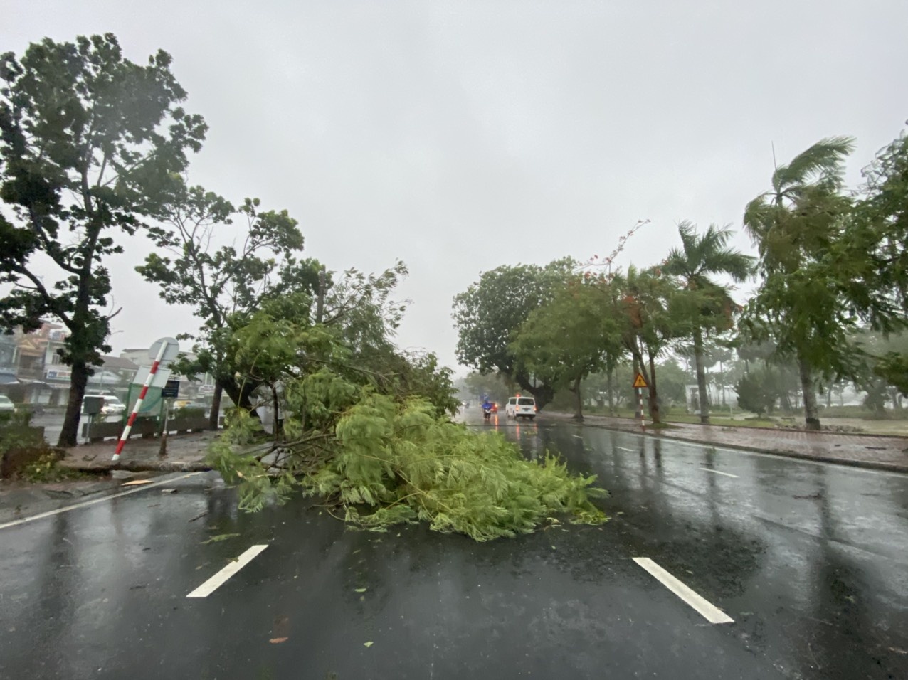 cay bat goc do mua bao anh 3