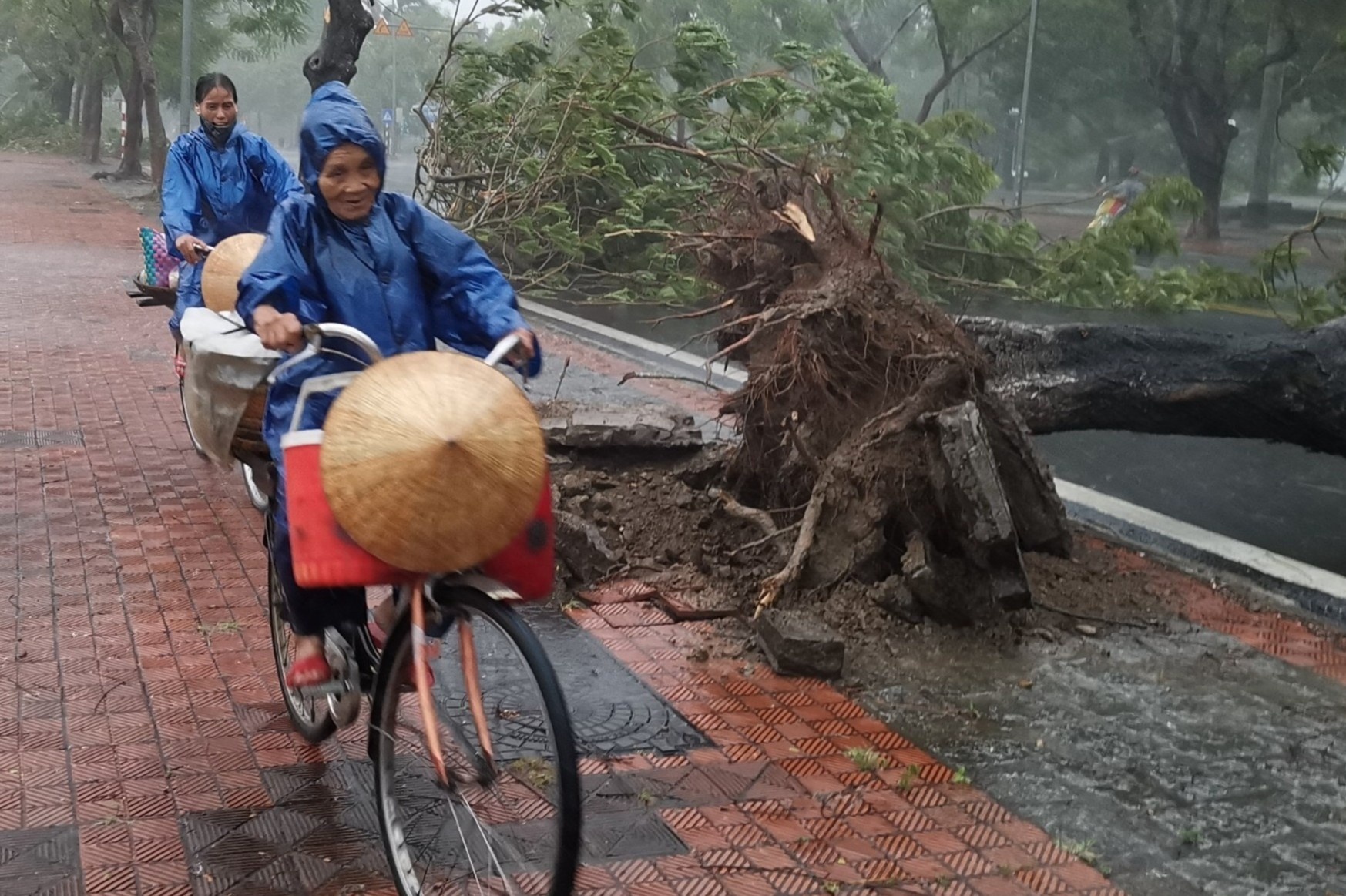 Cay do hang loat do bao so 5 hinh anh