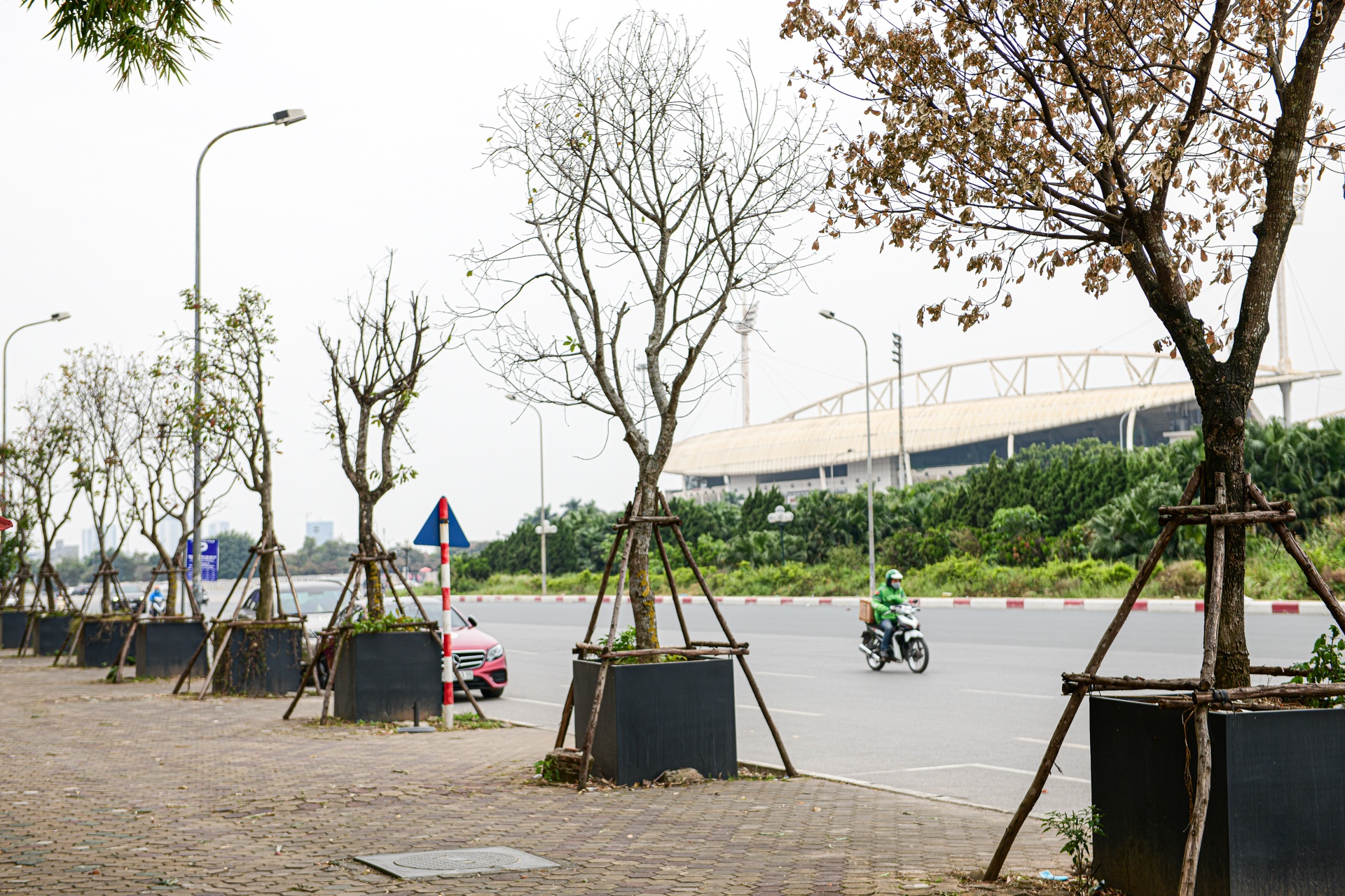 cay sua do Ha Noi,  cay coi Ha Noi chet anh 8