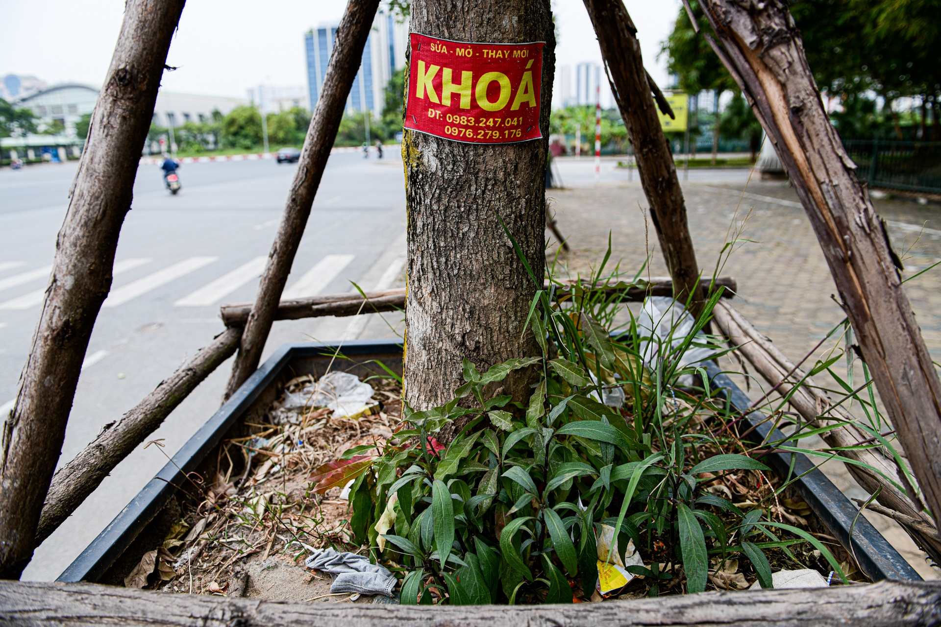 cay sua do Ha Noi,  cay coi Ha Noi chet anh 9