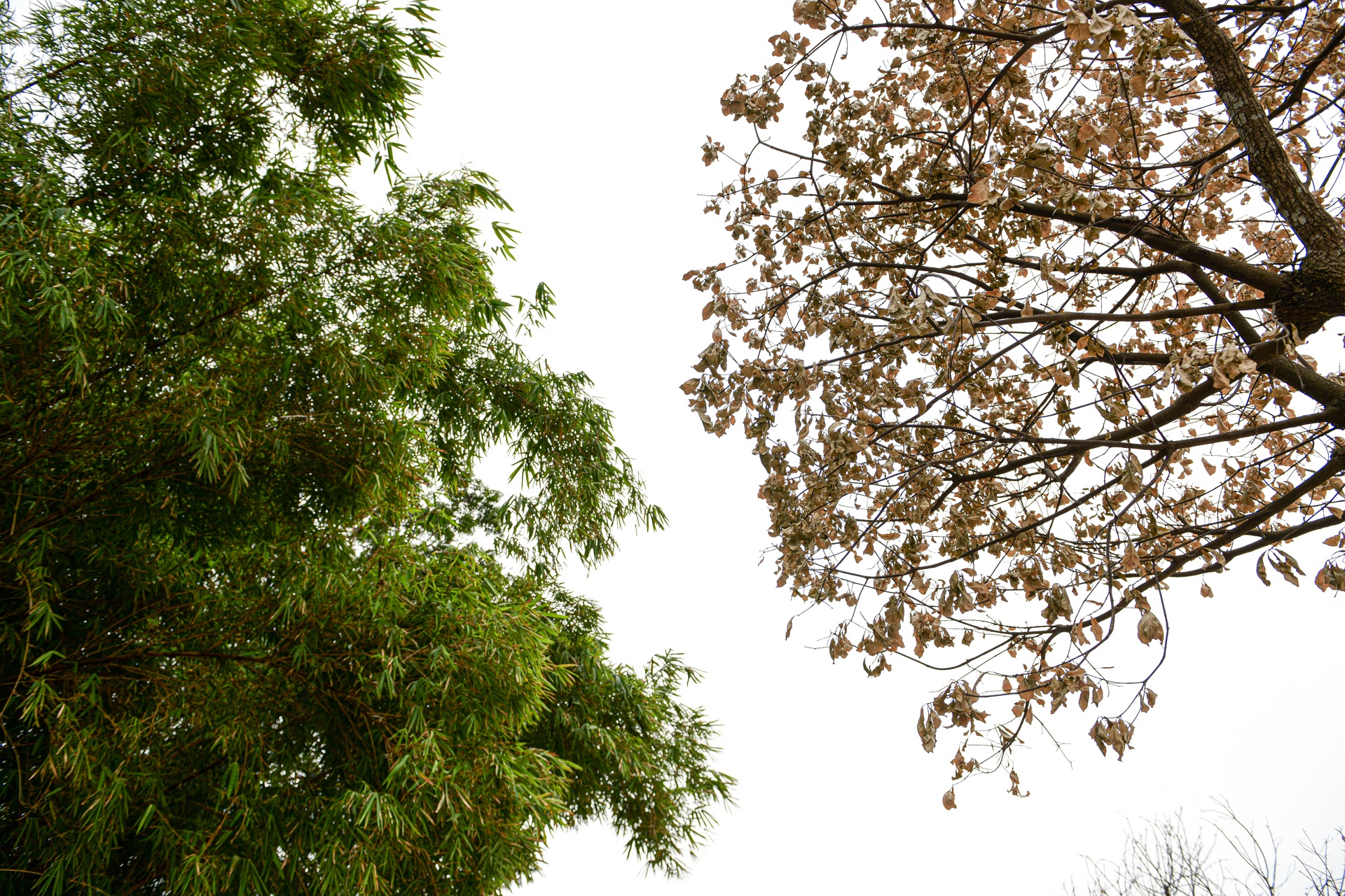 cay sua do Ha Noi,  cay coi Ha Noi chet anh 10