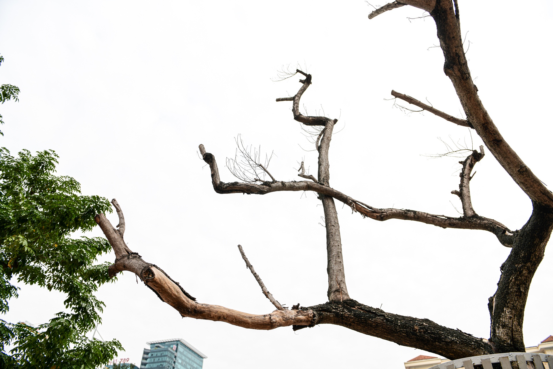 cay sua do Ha Noi,  cay coi Ha Noi chet anh 2
