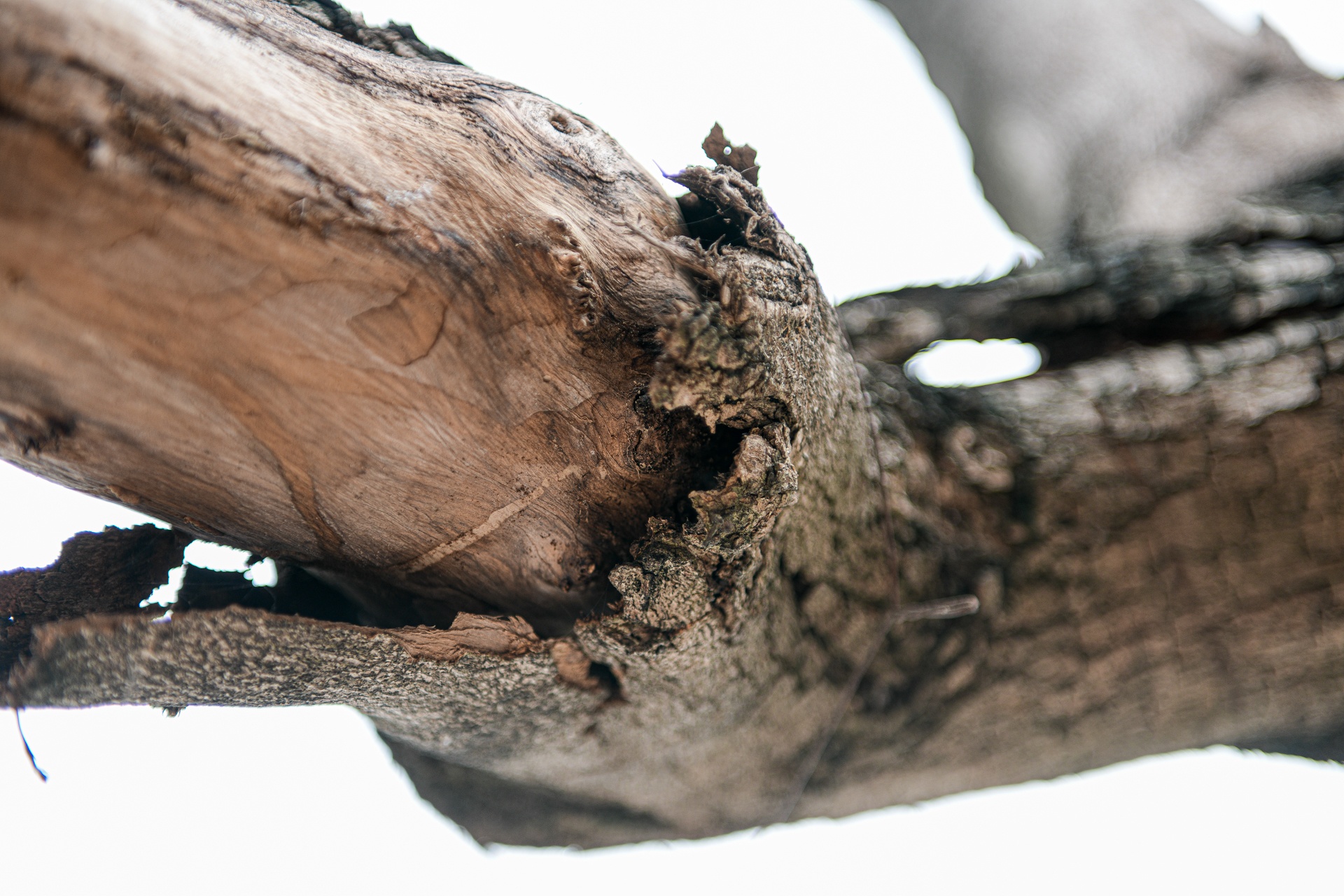 cay sua do Ha Noi,  cay coi Ha Noi chet anh 3