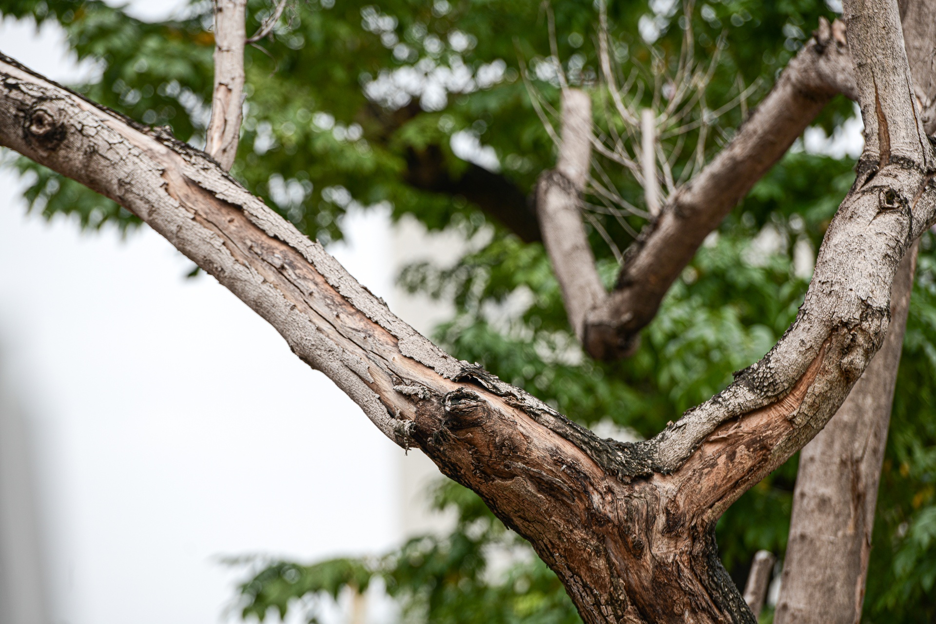 cay sua do Ha Noi,  cay coi Ha Noi chet anh 4