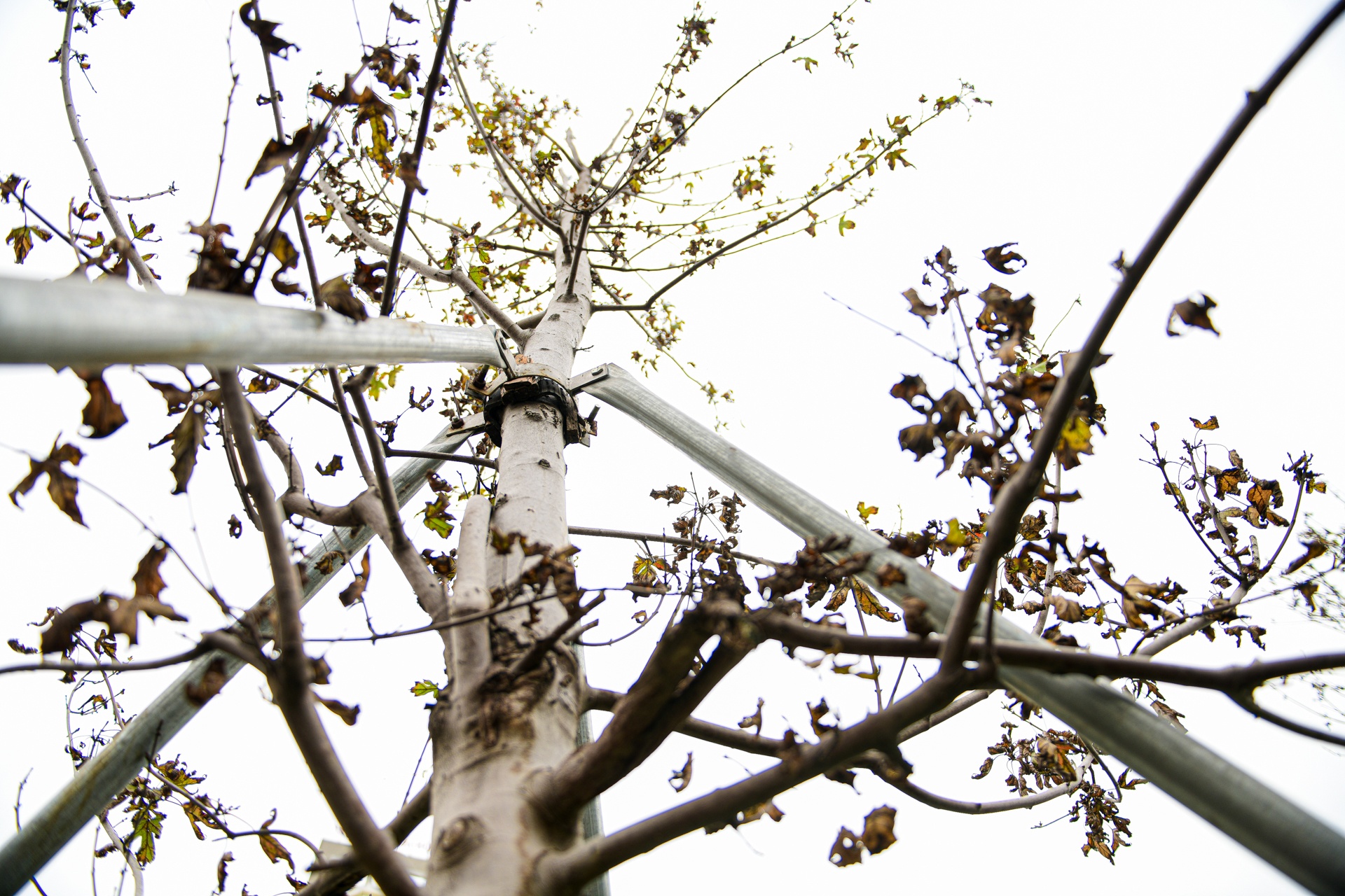 cay sua do Ha Noi,  cay coi Ha Noi chet anh 6