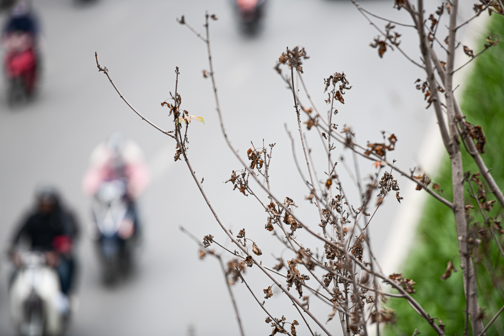 cay sua do Ha Noi,  cay coi Ha Noi chet anh 7