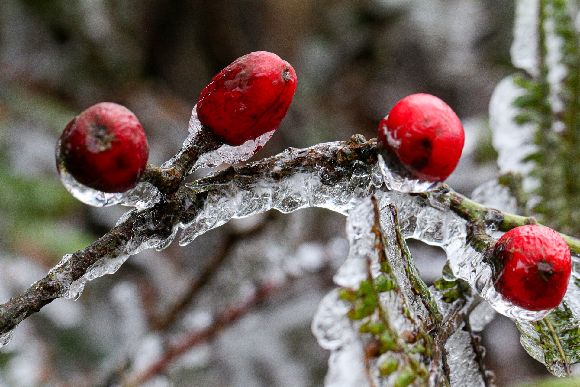 Khoanh khac bang gia dong tren cay ngay ret 0 do C hinh anh
