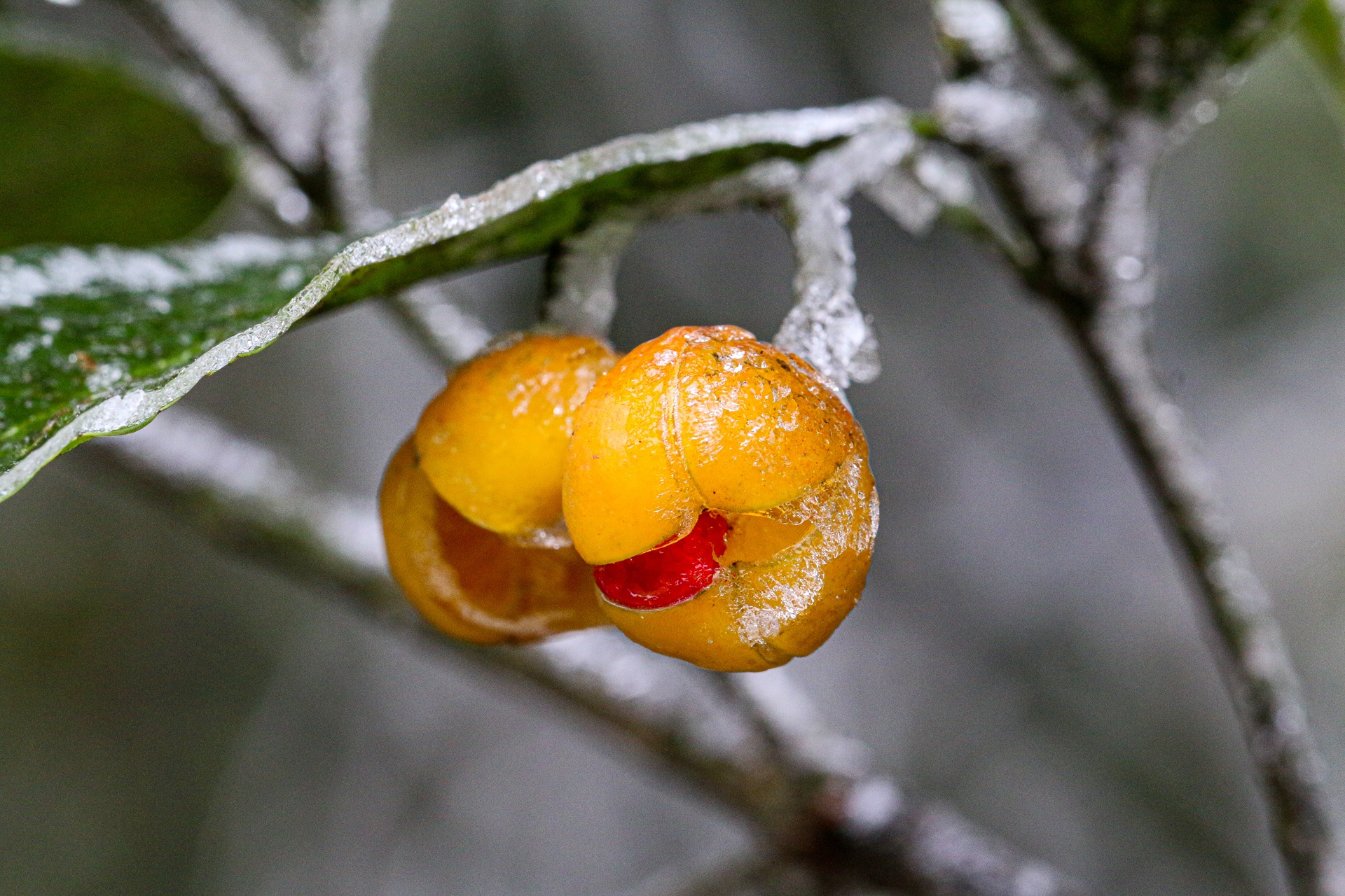 bang tuyet tren dinh Mau Son anh 8