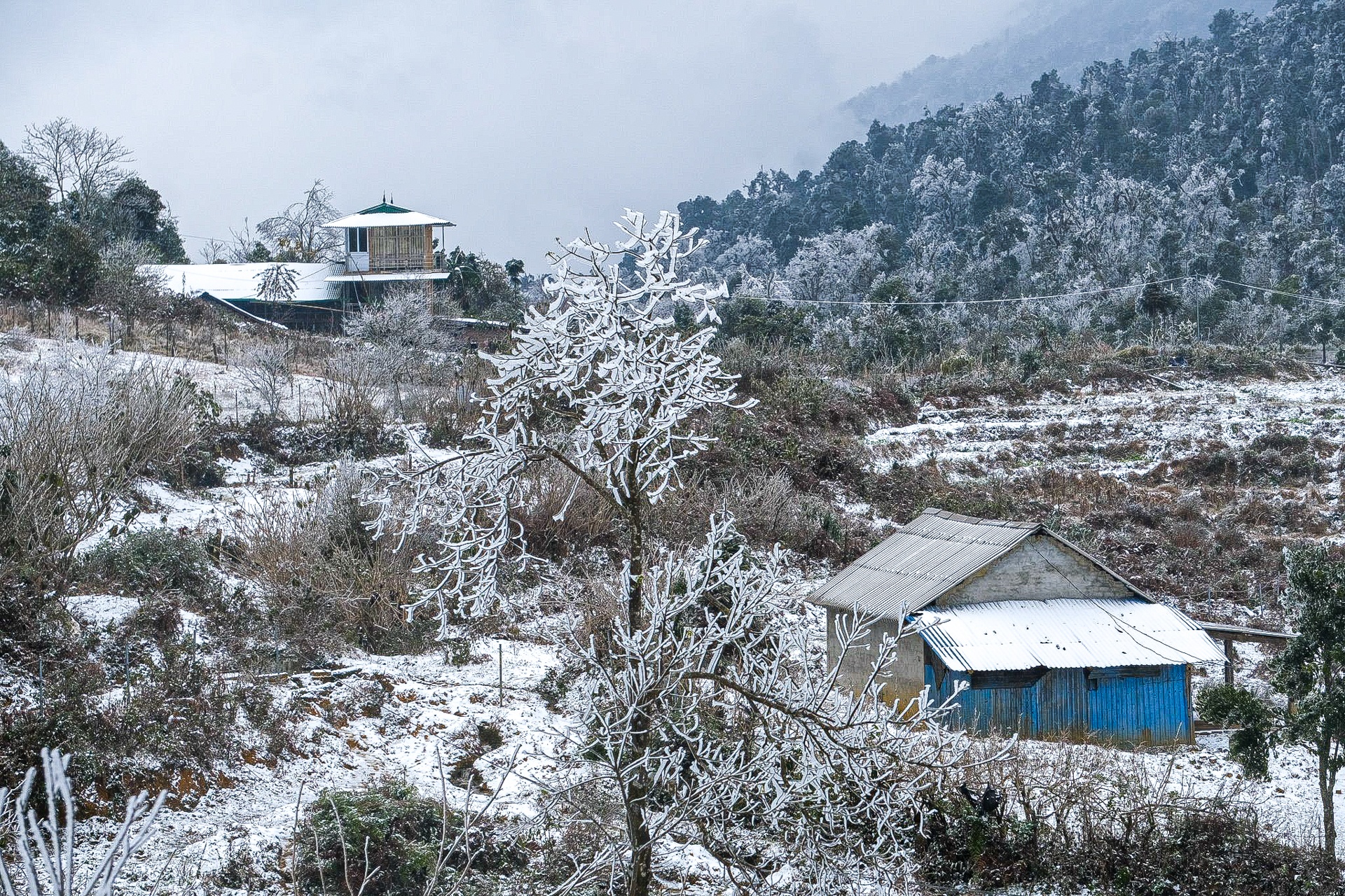 tuyet roi o Y Ty anh 9