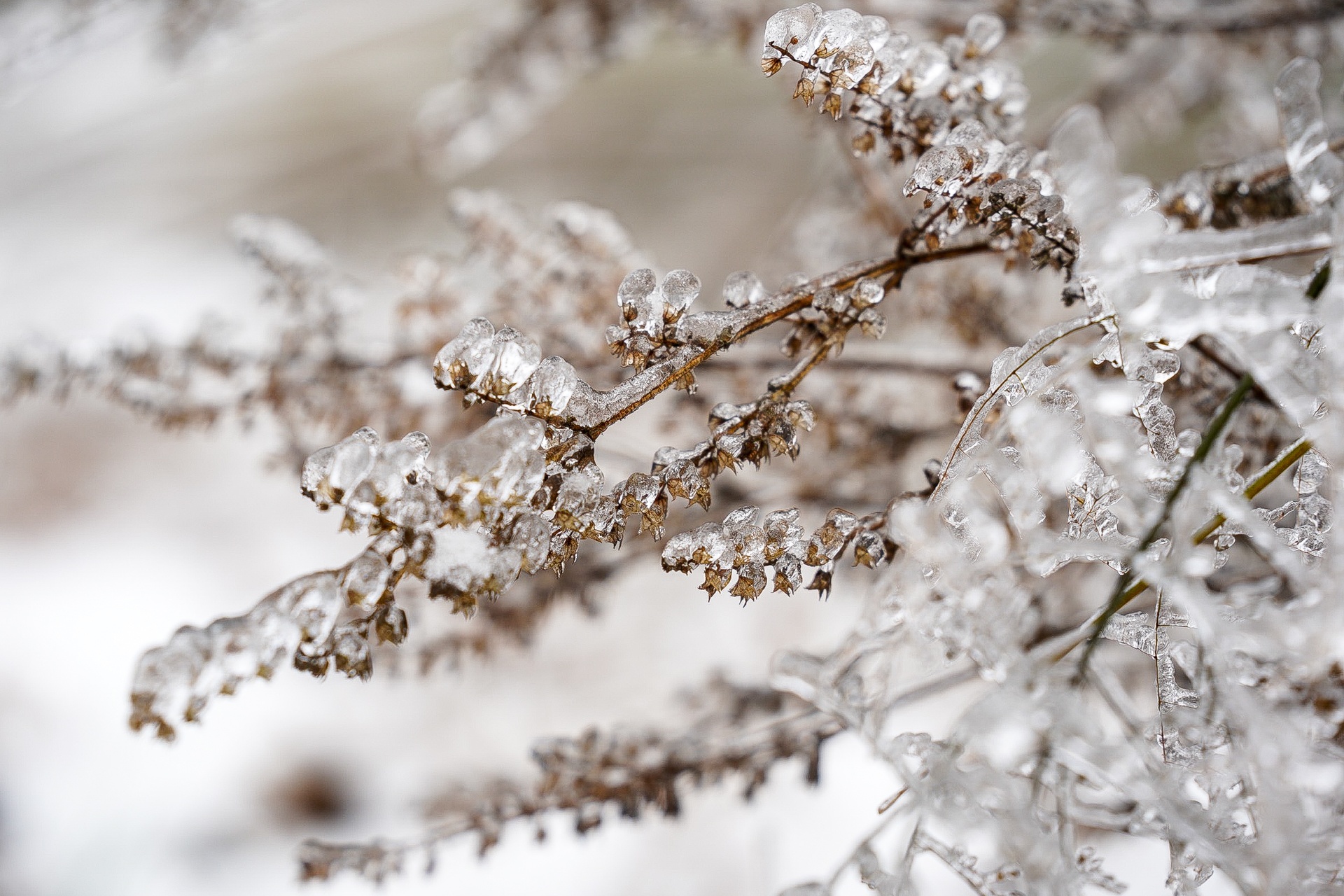 tuyet roi o Y Ty anh 25