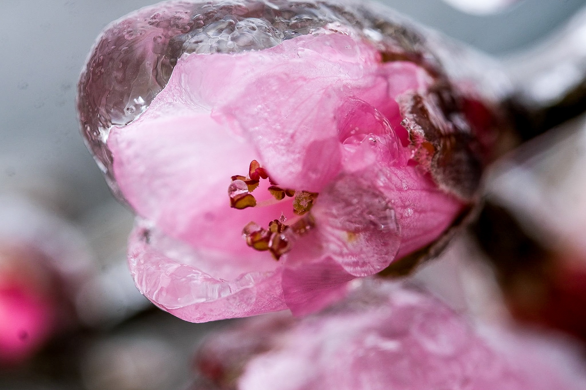 tuyet roi o Y Ty anh 19