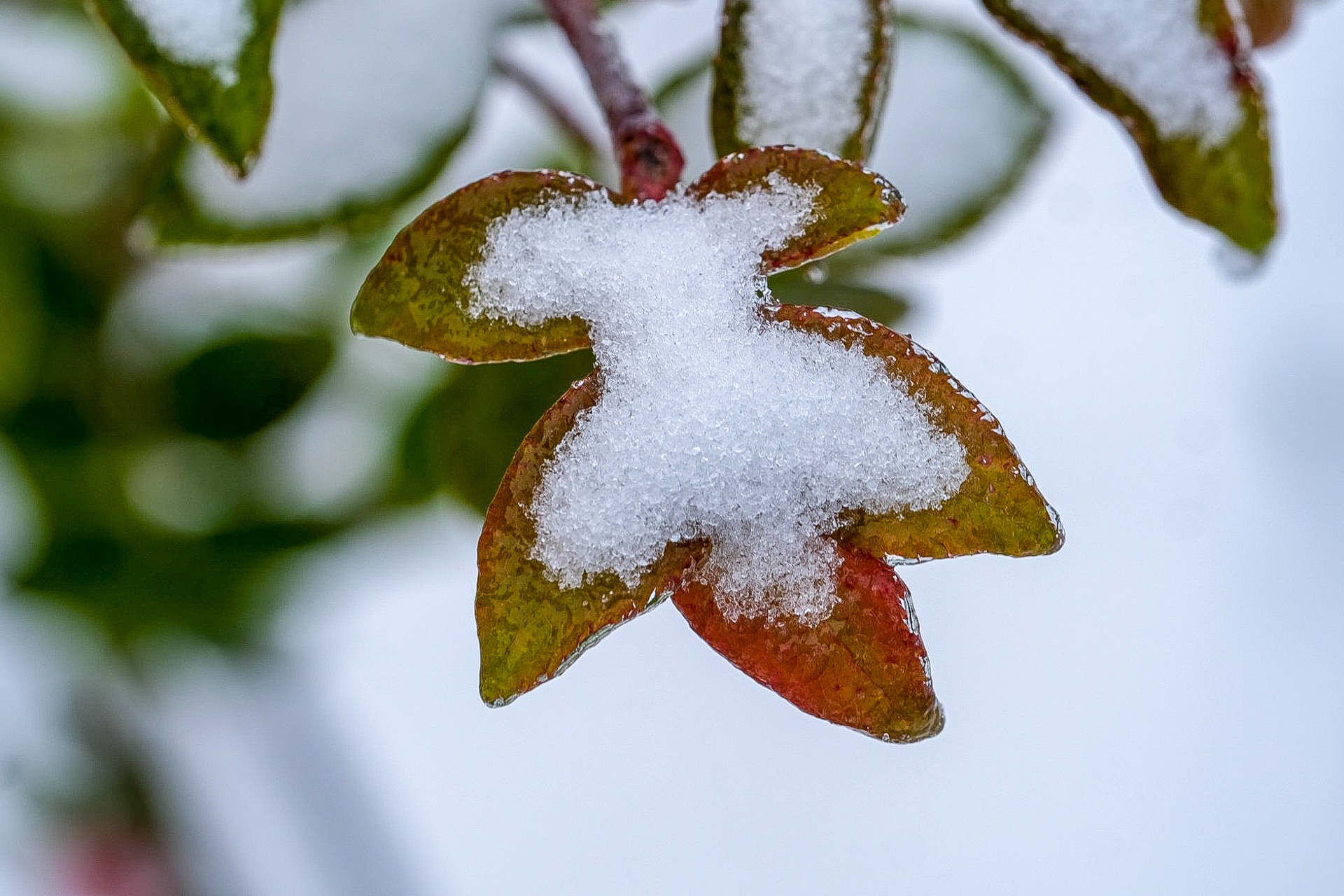 tuyet roi o Y Ty anh 23