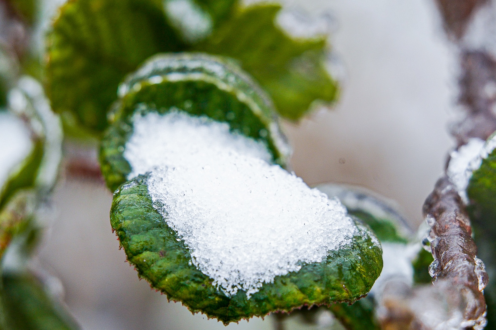 tuyet roi o Y Ty anh 22