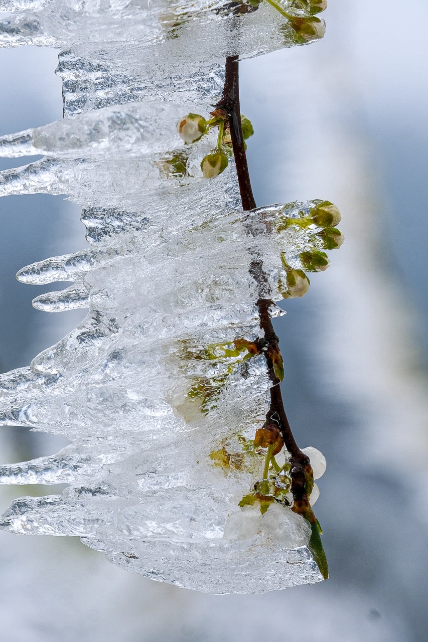 tuyet roi o Y Ty anh 18