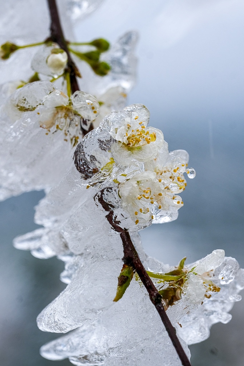 tuyet roi o Y Ty anh 17