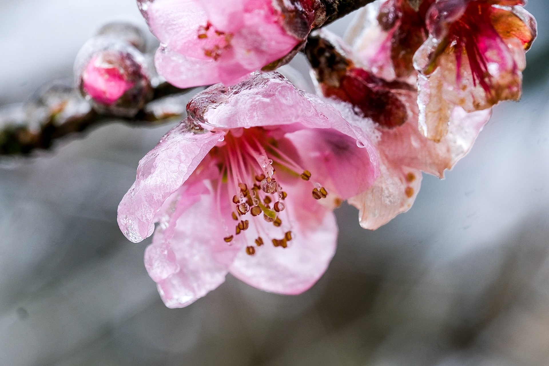 tuyet roi o Y Ty anh 21