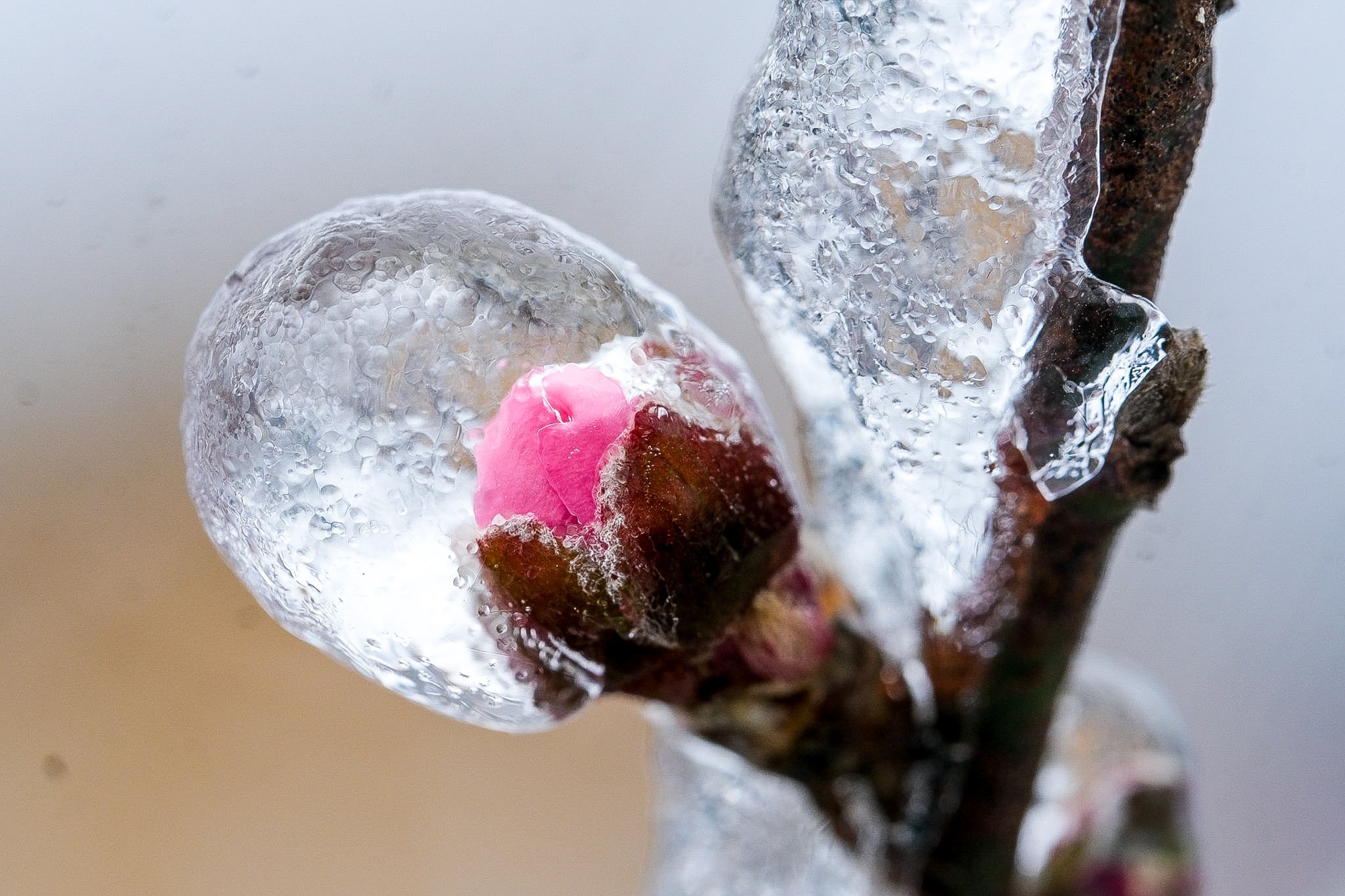 tuyet roi o Y Ty anh 20