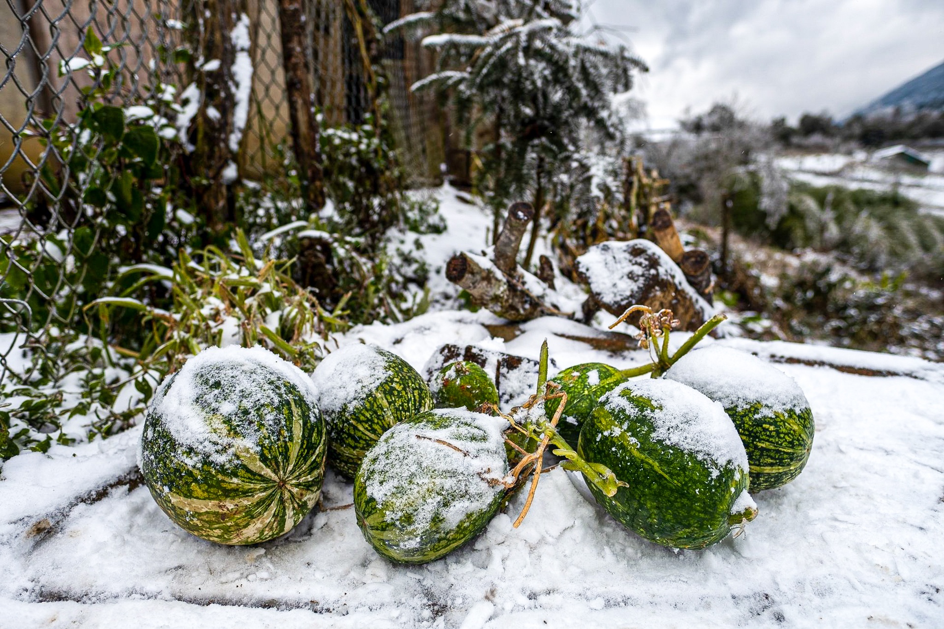 tuyet roi o Y Ty anh 6