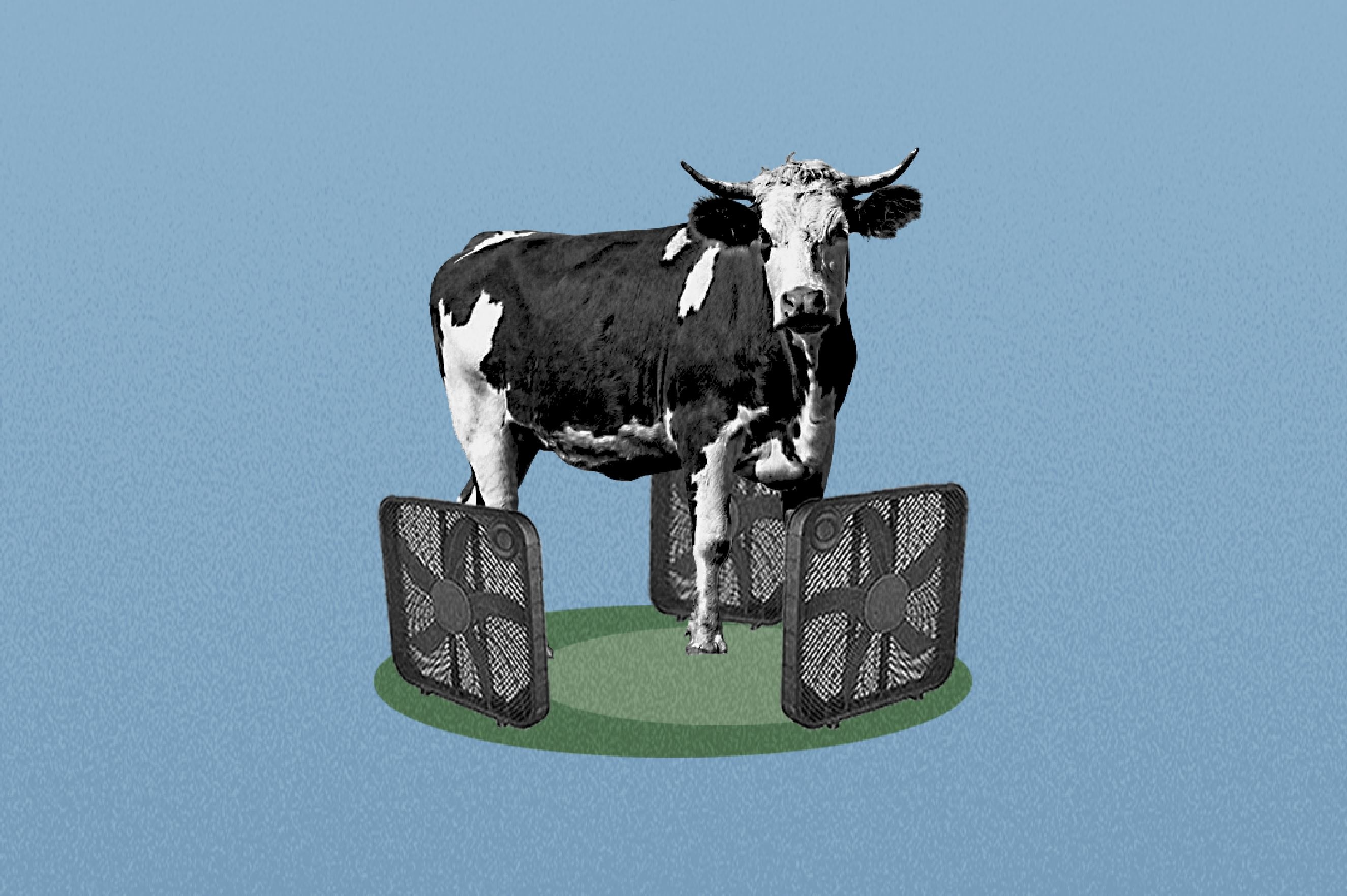 Thit mat la gi? hinh anh