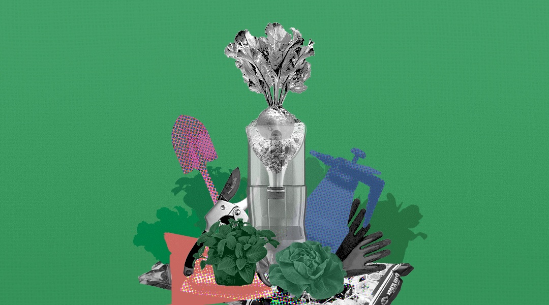 Lợi ích từ rau hữu cơ ảnh 2 Loi ich tu rau huu co anh 2