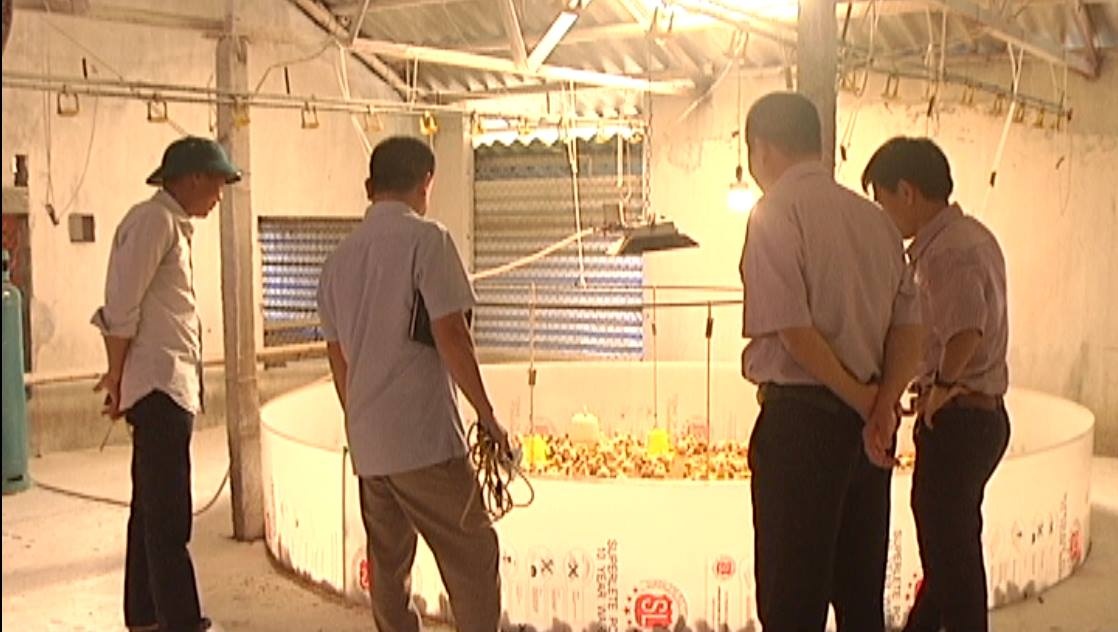 Nuoi ga tren cat kiem tien ty moi nam hinh anh