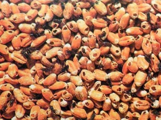 Viet Nam tam ngung nhap khau lac tu Senegal hinh anh