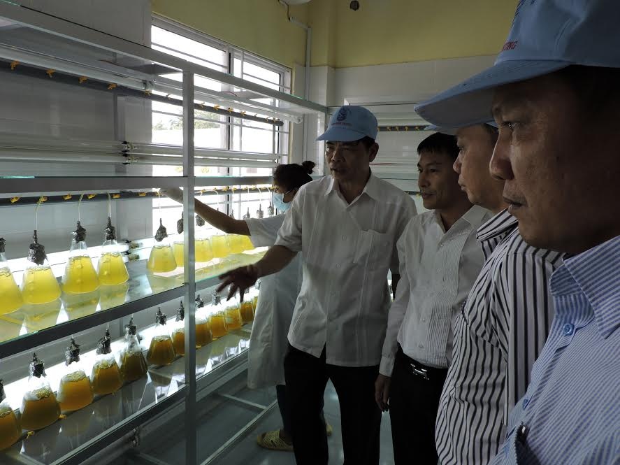 De xuat khong ap thue nhap khau thuc an cho tom giong hinh anh