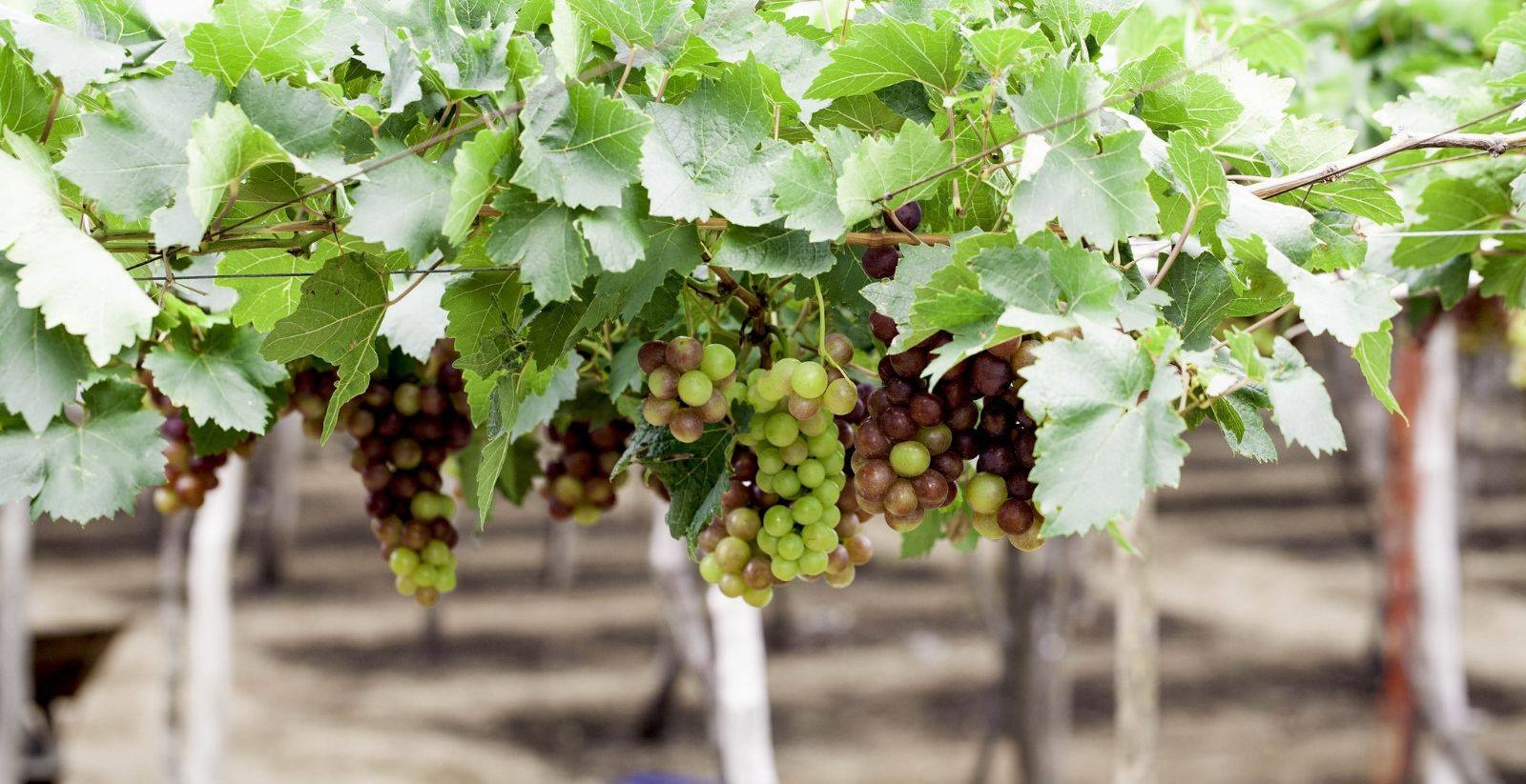 Nguoi Ha Noi ru nhau trong nho Ninh Thuan hinh anh