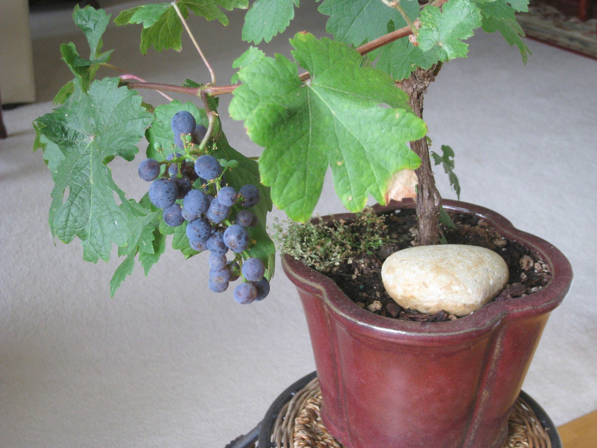 Trong nho Ninh Thuan tai nha anh 1