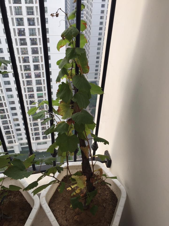 Trong nho Ninh Thuan tai nha anh 3